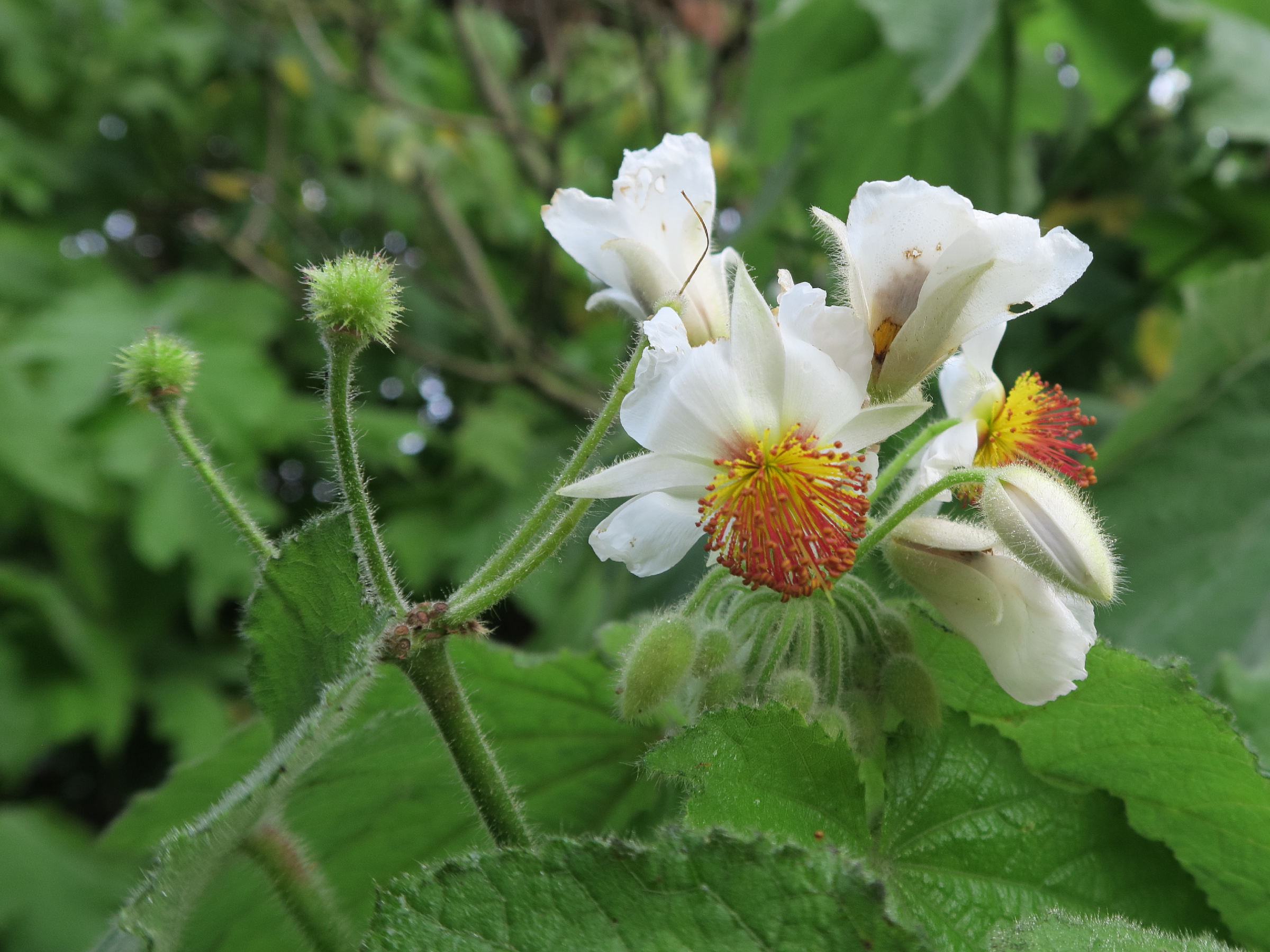 Afficher le média sparrmannia_africana2md sparrmannia_africana2md