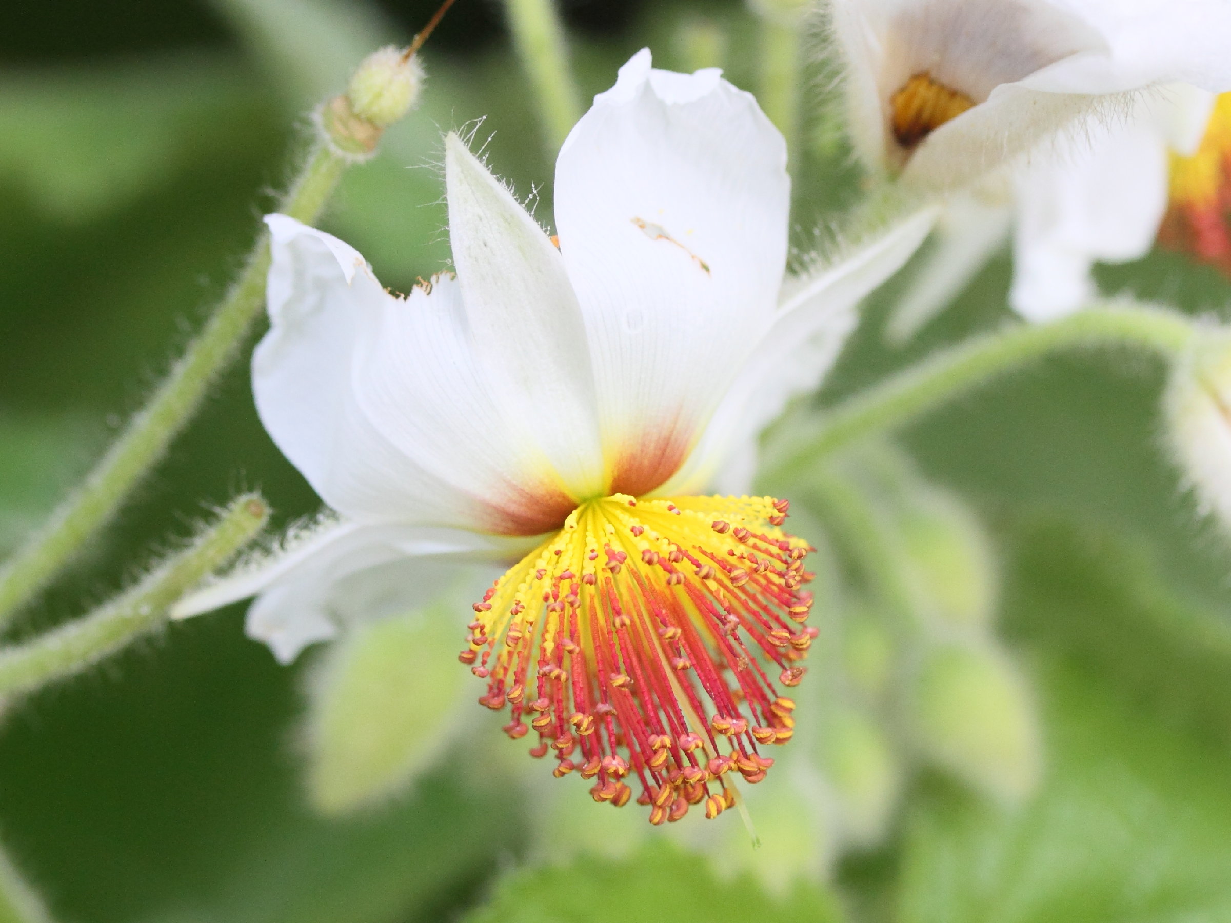 Afficher le média sparrmannia_africana3md sparrmannia_africana3md