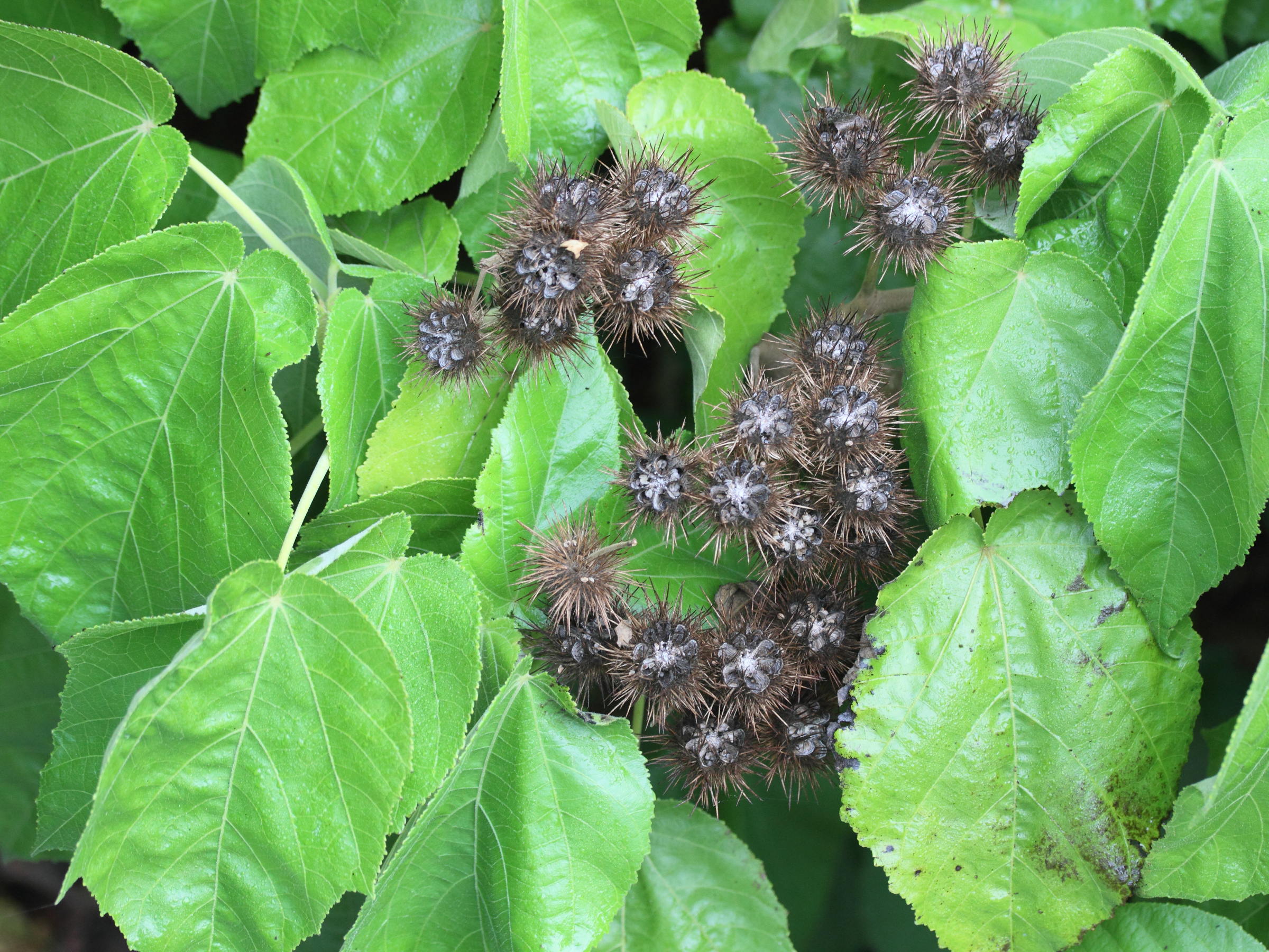 Afficher le média sparrmannia_africana4md sparrmannia_africana4md