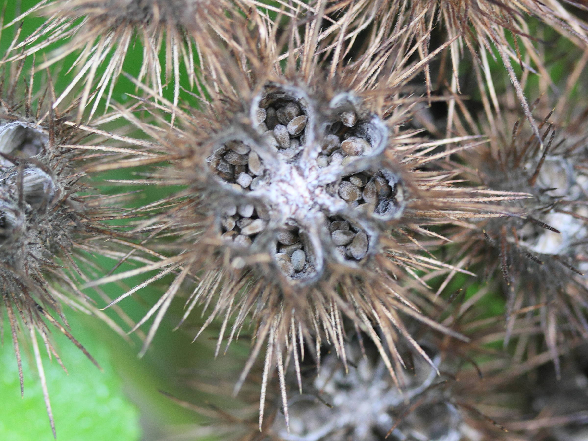 Afficher le média sparrmannia_africana5md sparrmannia_africana5md