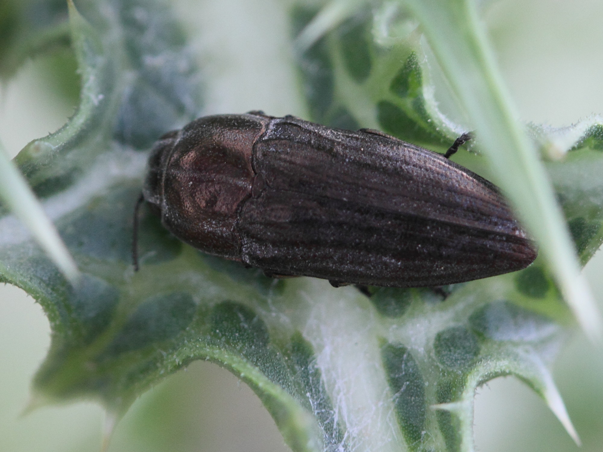 sphenoptera_rauca1bd