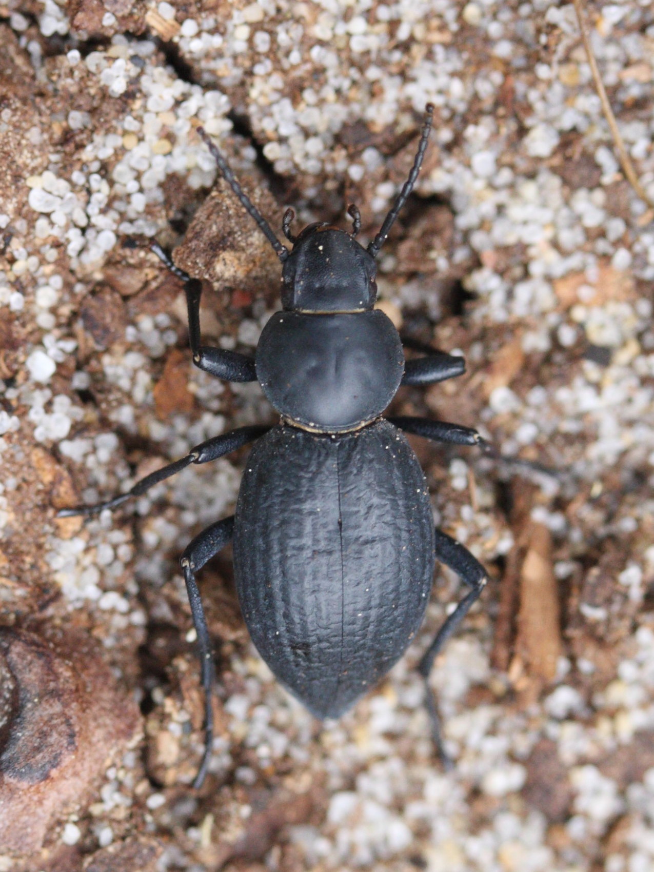 tentyria_interrupta1md