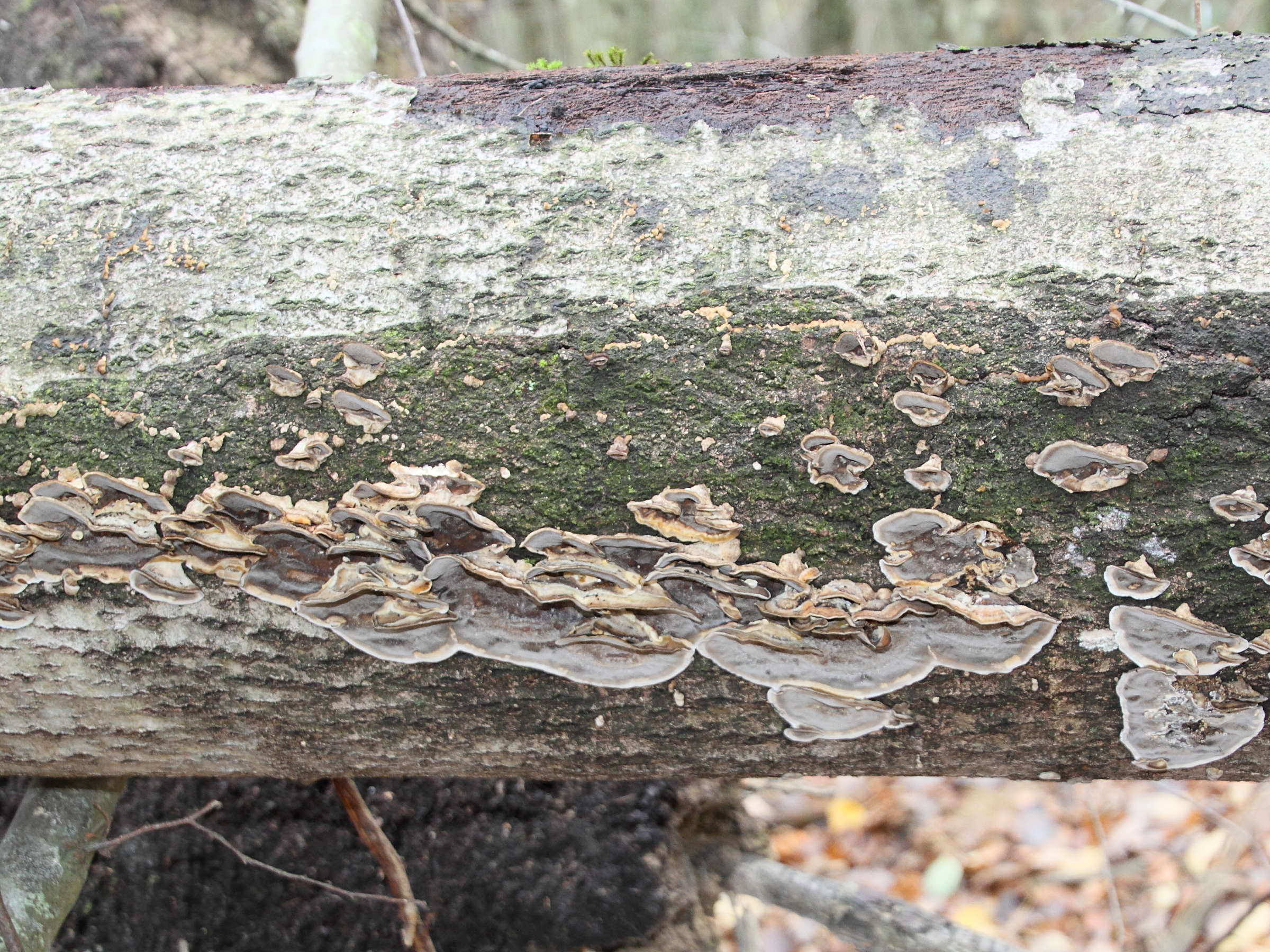 bjerkandera_adusta2md