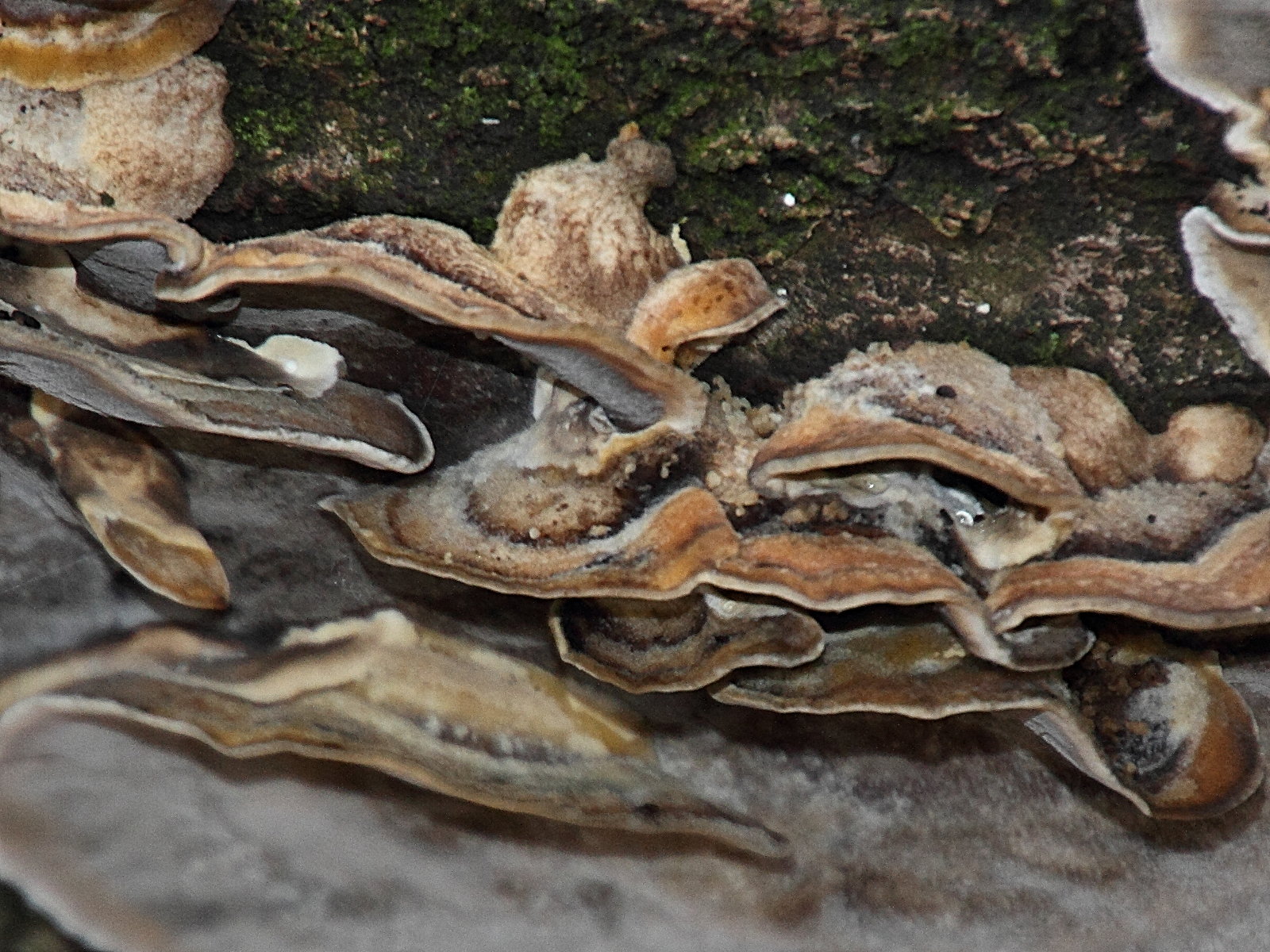 bjerkandera_adusta3md