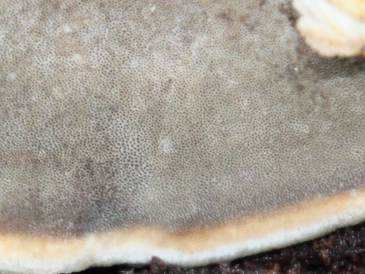 bjerkandera_adusta4md