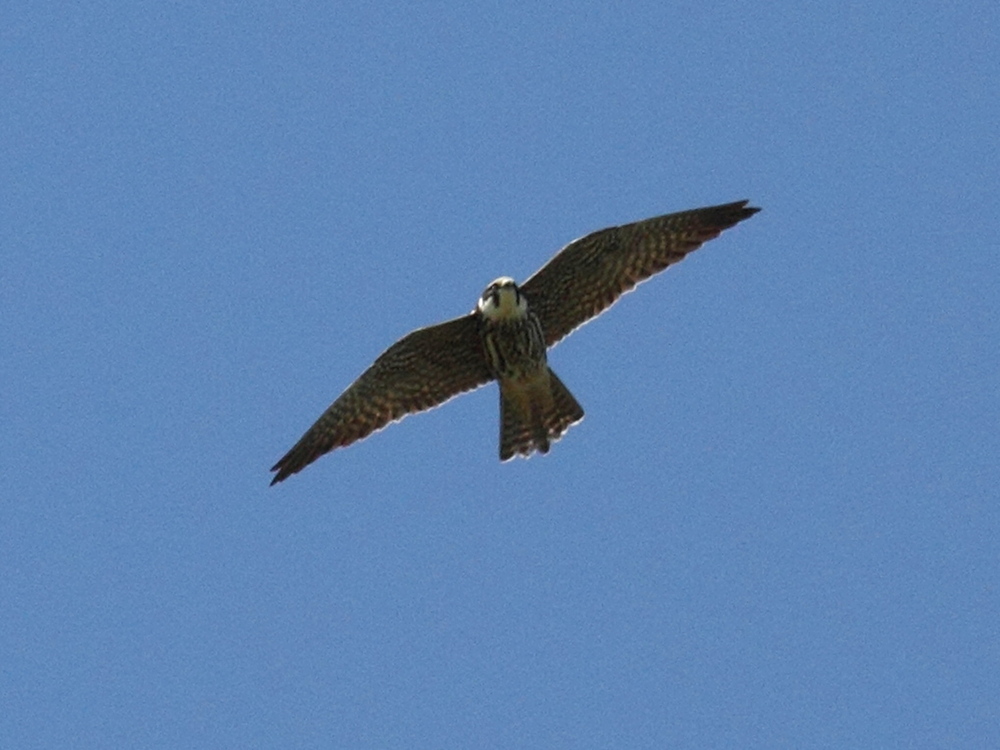 faucon_hobereau_-_falco_subbuteo2bd