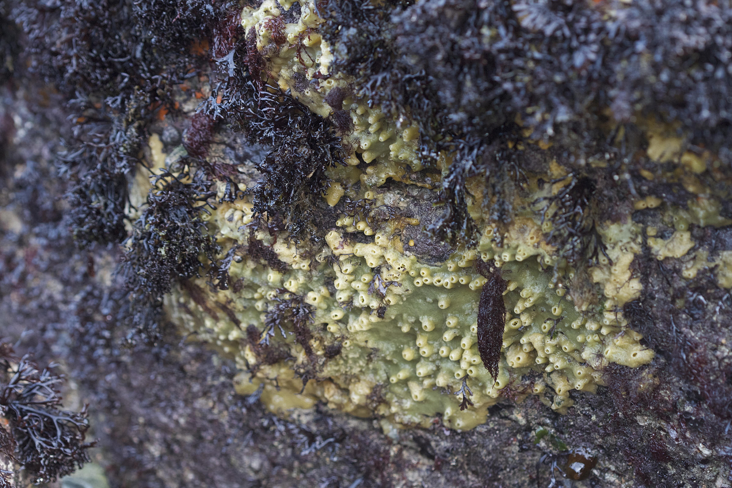 halichondria_panicea2bd