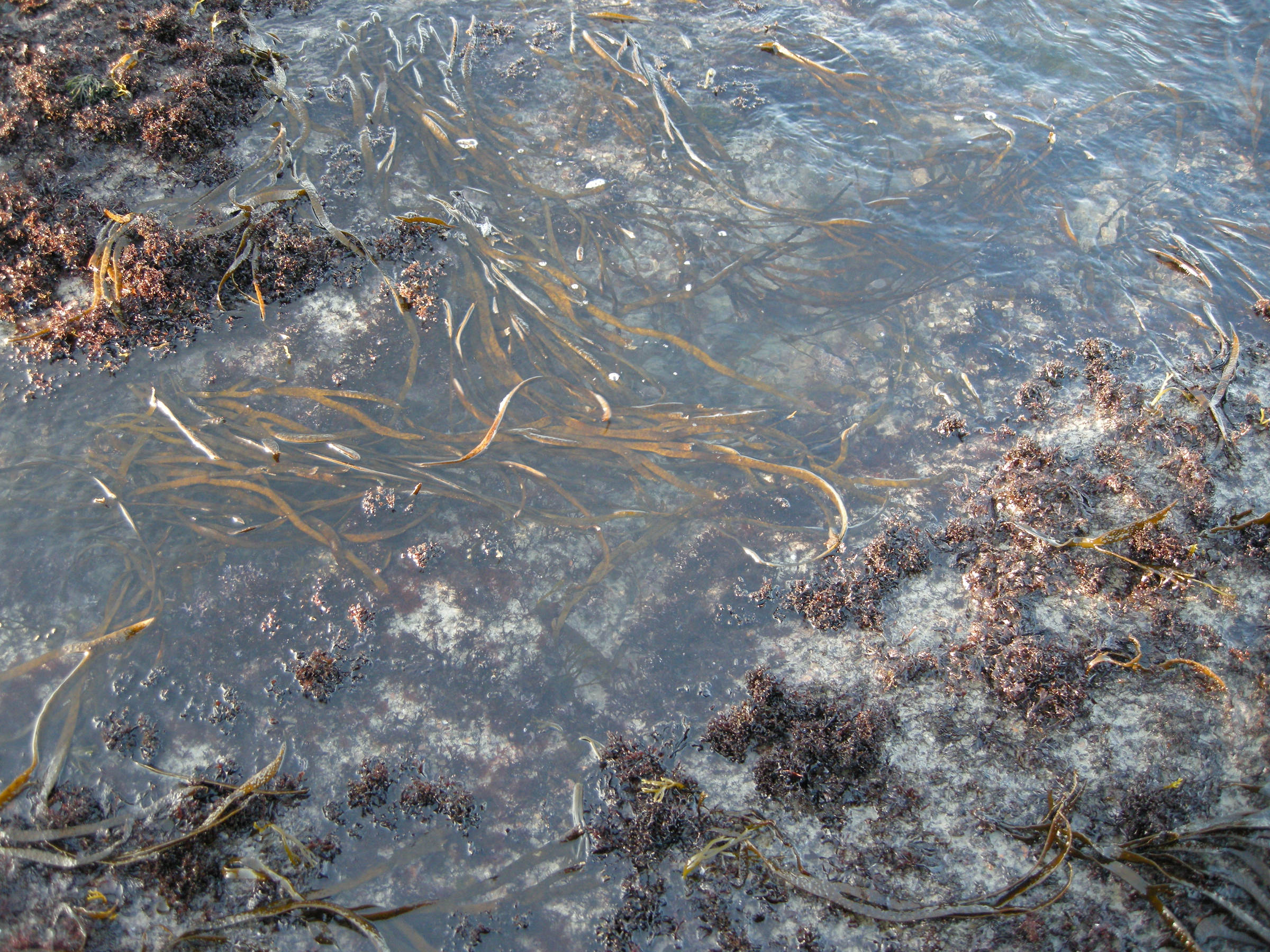 Afficher le média himanthalia_elongata3bd himanthalia_elongata3bd