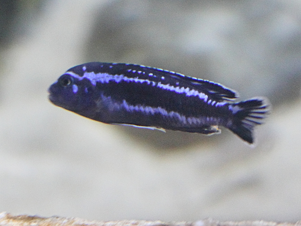 melanochromis_cyaneorhabdos1md