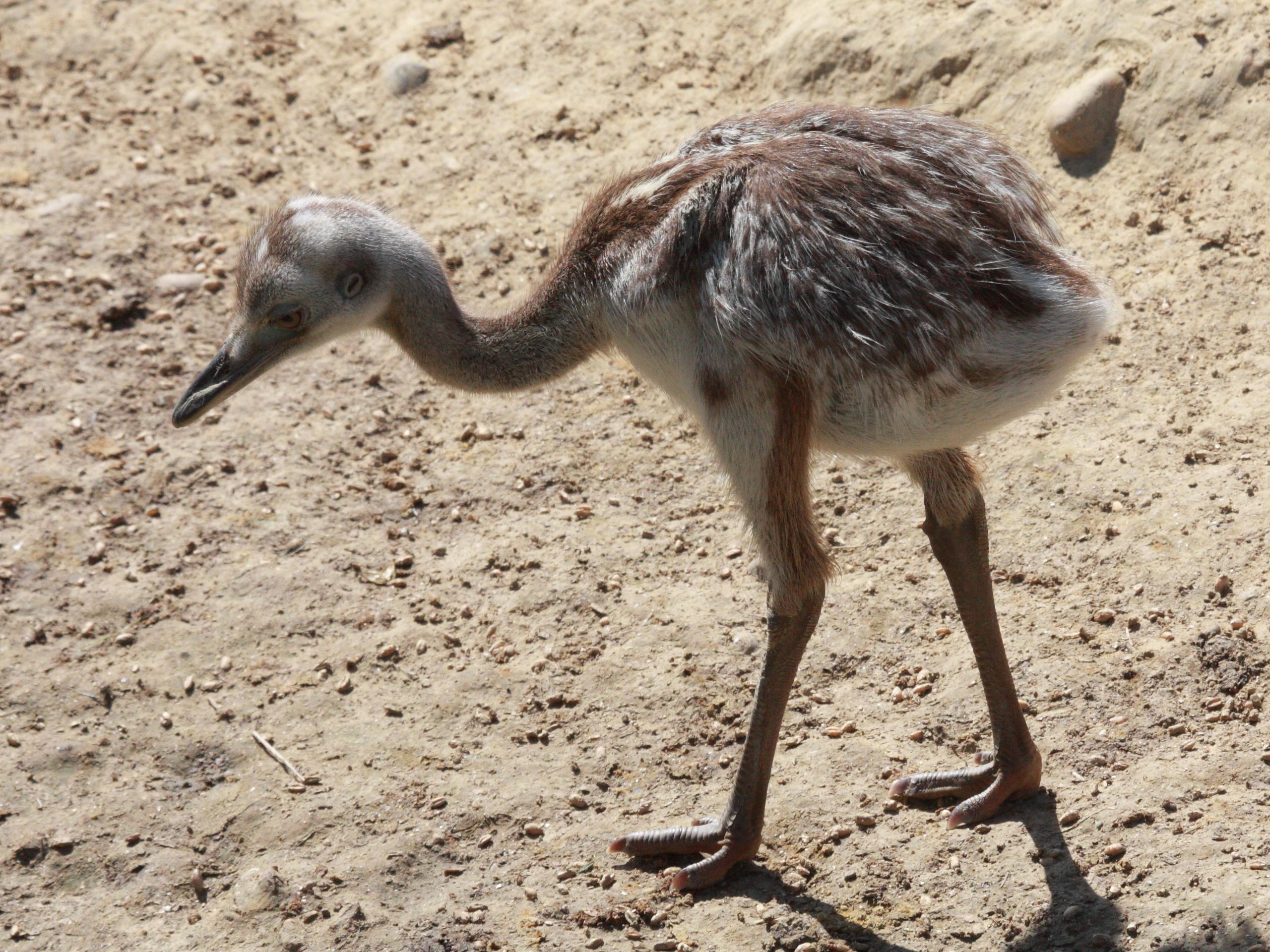 nandou_gris_-_rhea_americana2bd