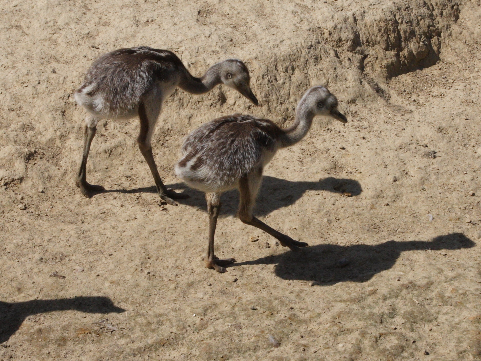 nandou_gris_-_rhea_americana3md