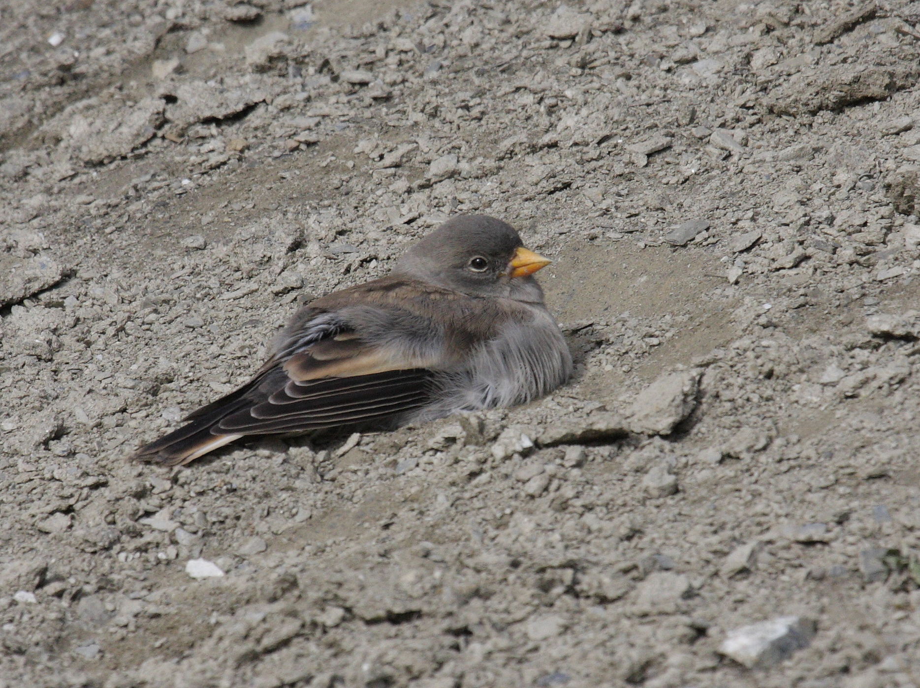 niverolle_alpine_-_montifringilla_nivalis5bd