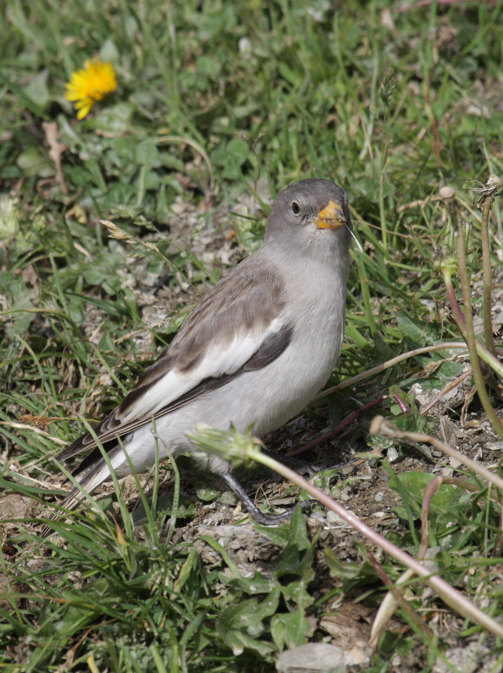 niverolle_alpine_-_montifringilla_nivalis6bd