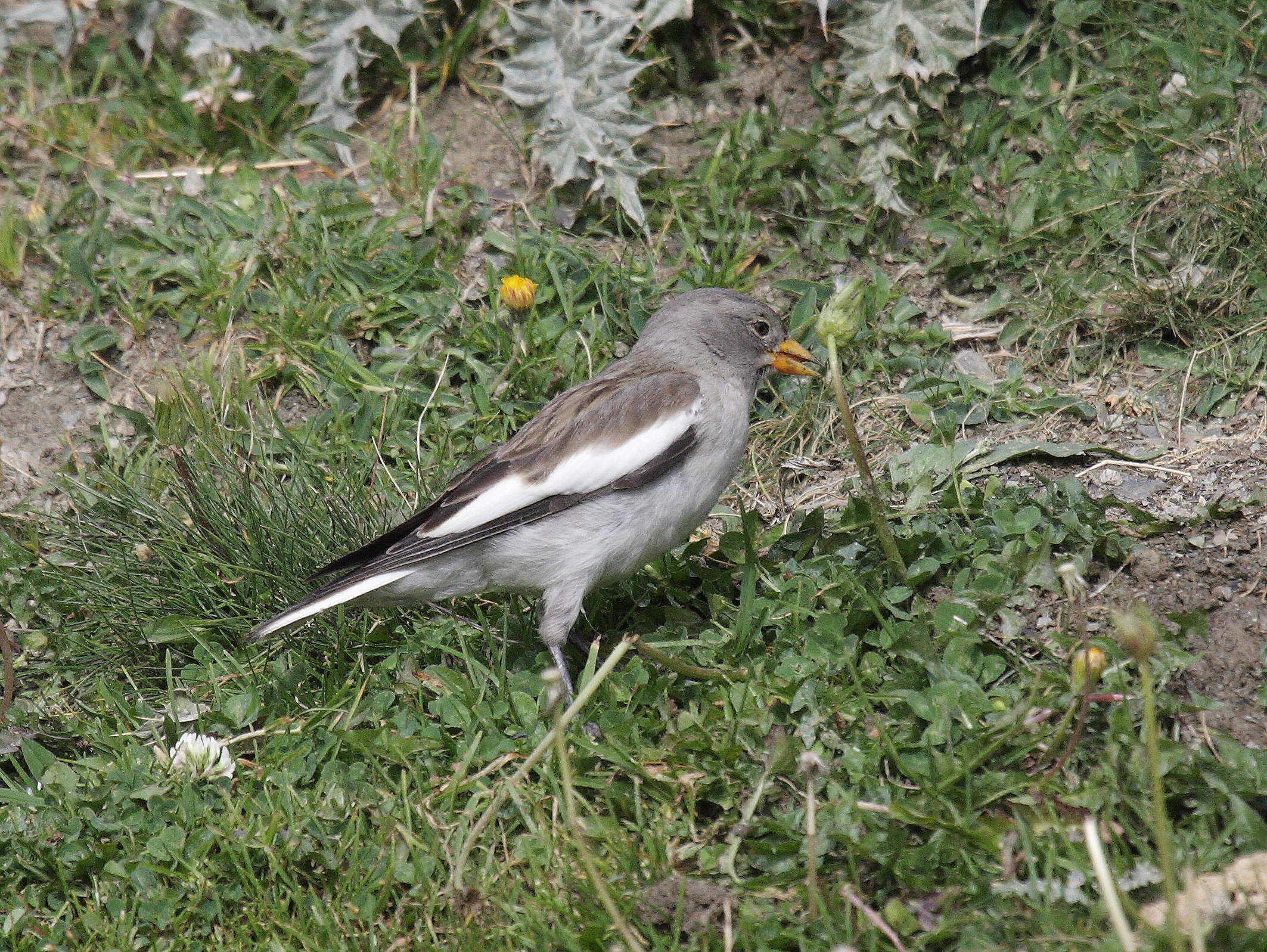 niverolle_alpine_-_montifringilla_nivalis7bd