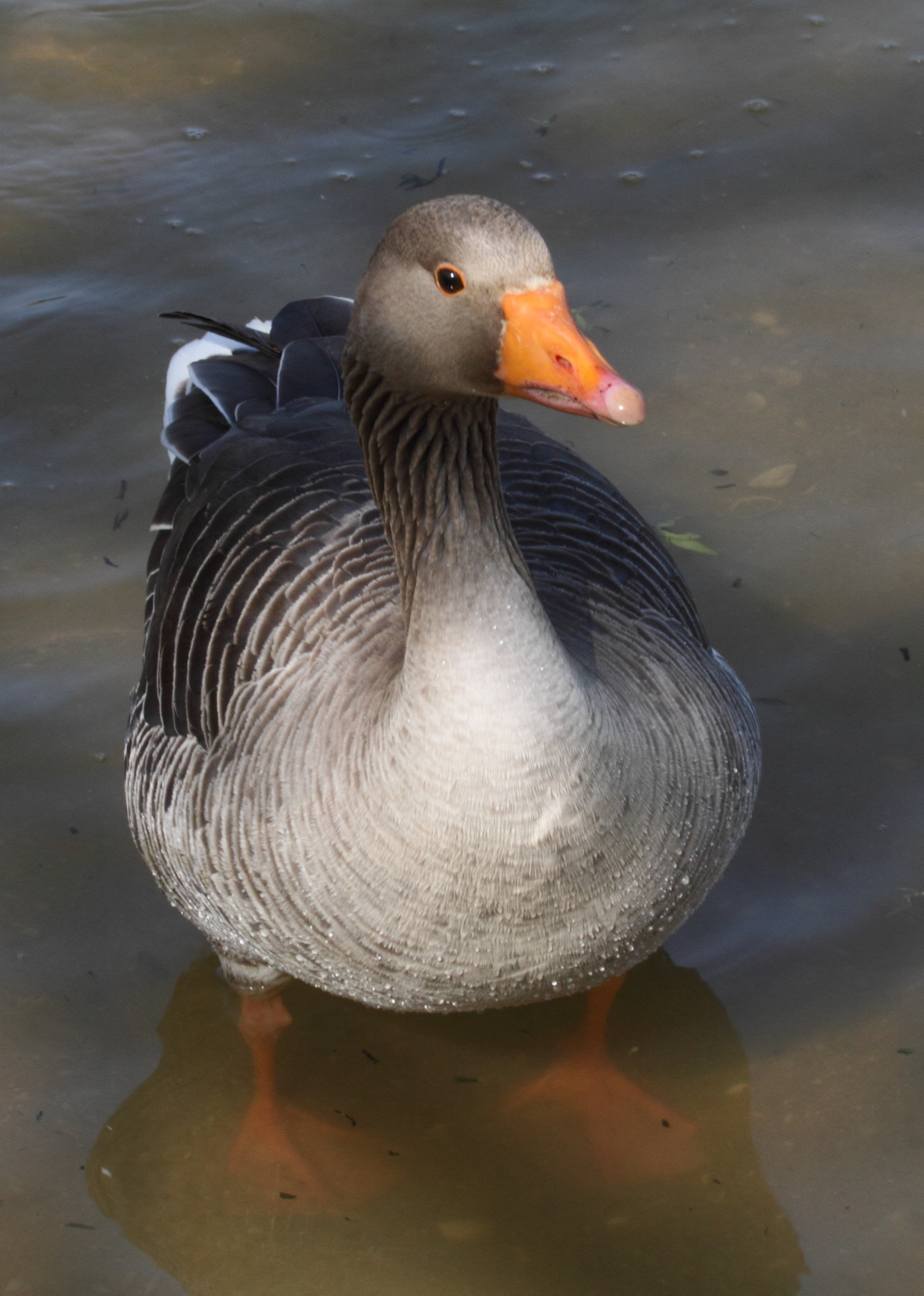 oie_cendree_-_anser_anser2bbd