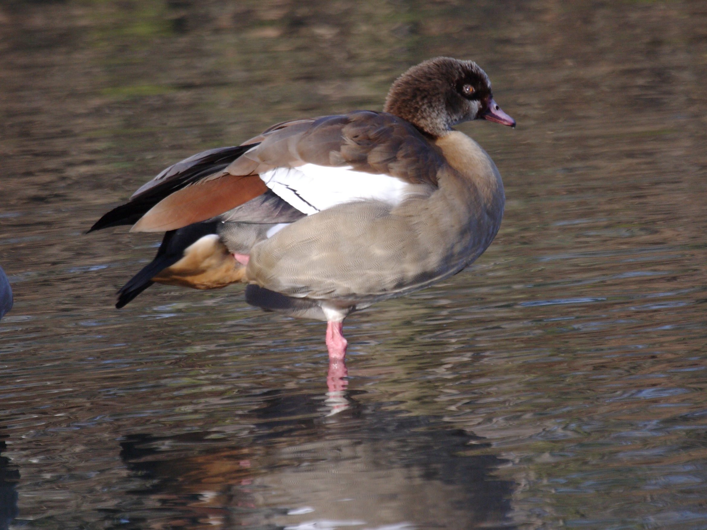 ouette_d-egypte_-_alopochen_aegyptiaca4bd