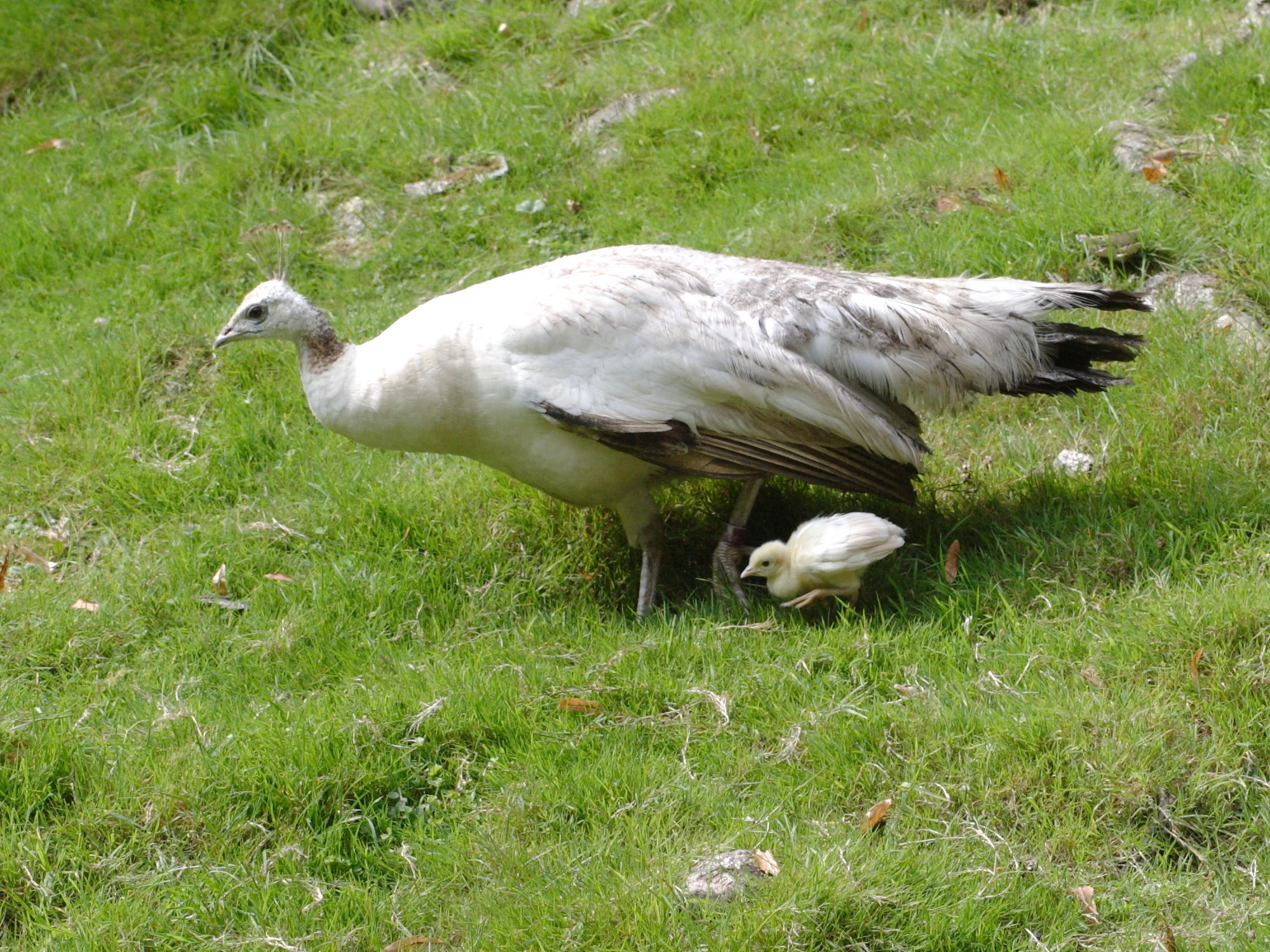 paon_-_pavo_cristatus5bd