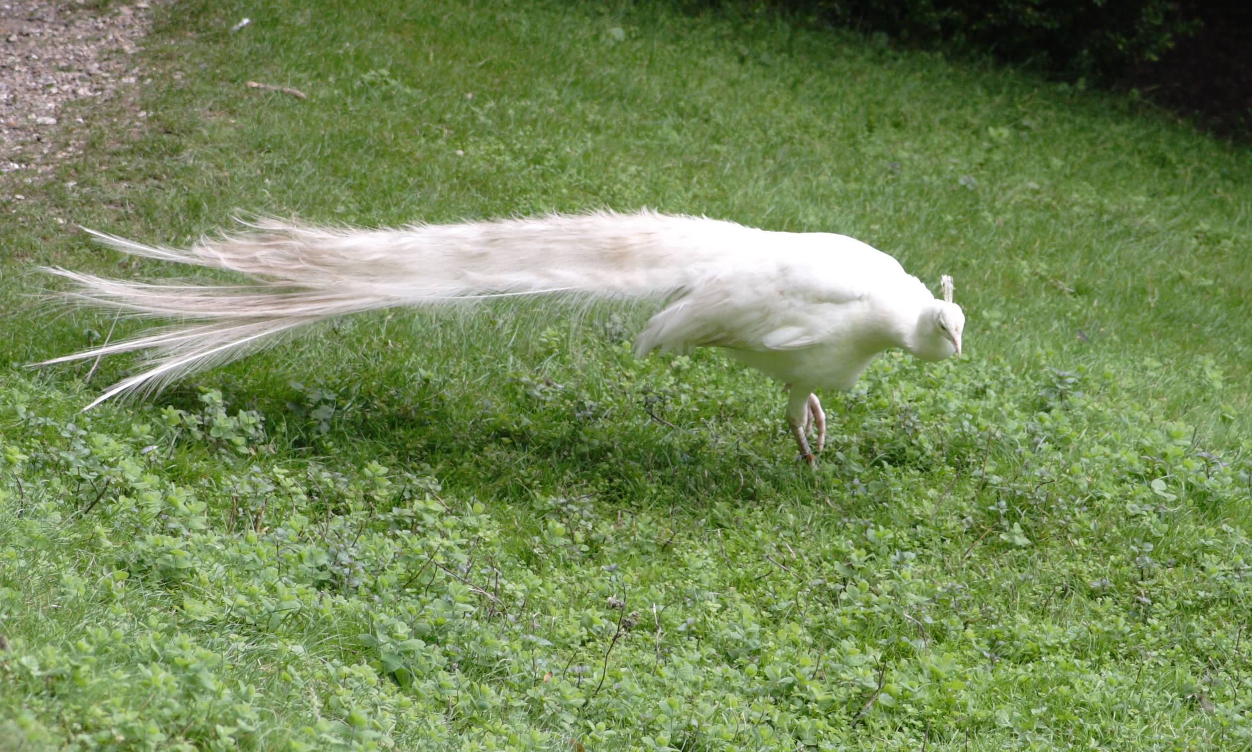 paon_-_pavo_cristatus7bd