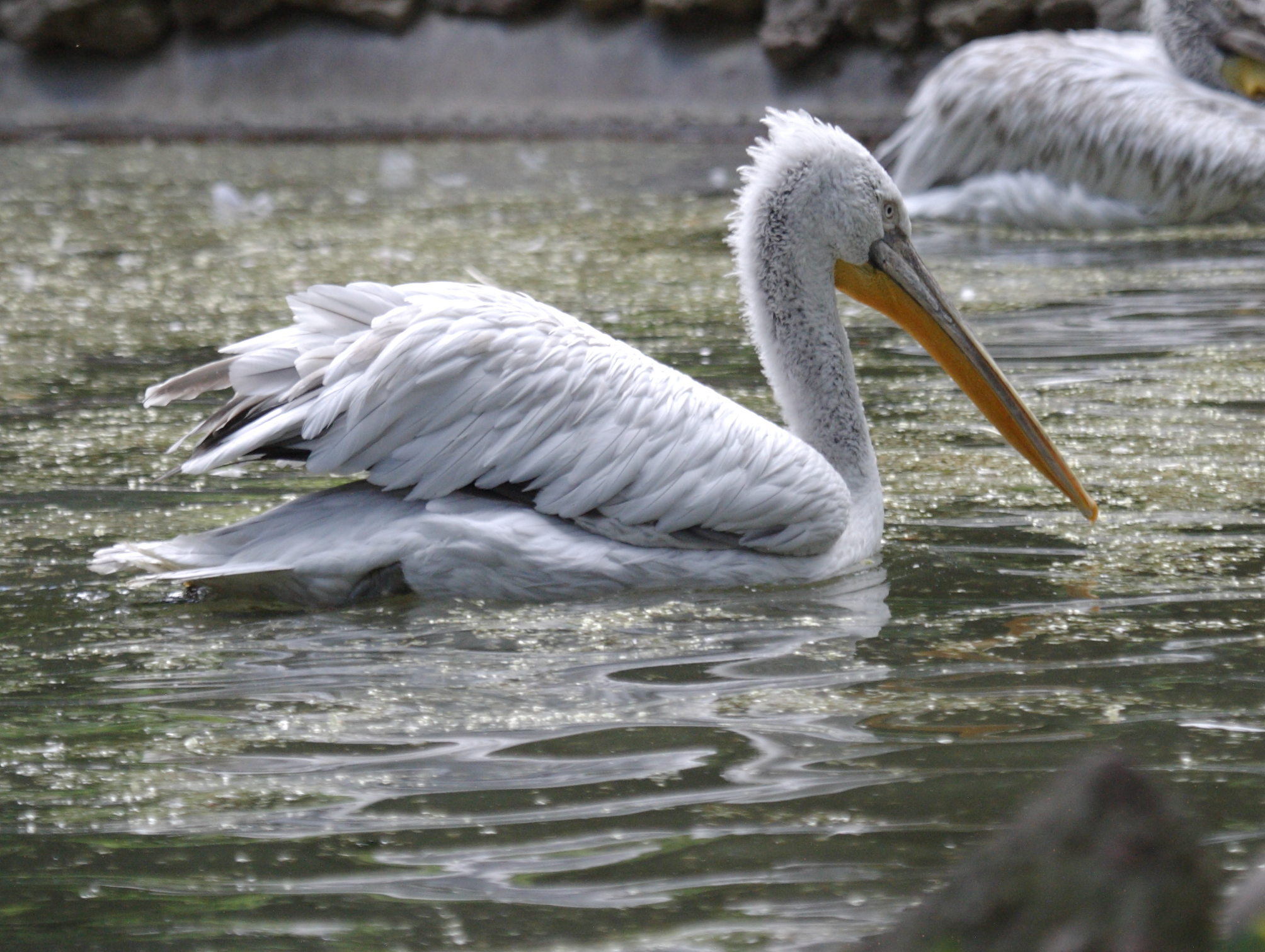 pelican_frise_-_pelecanus_crispus4bd