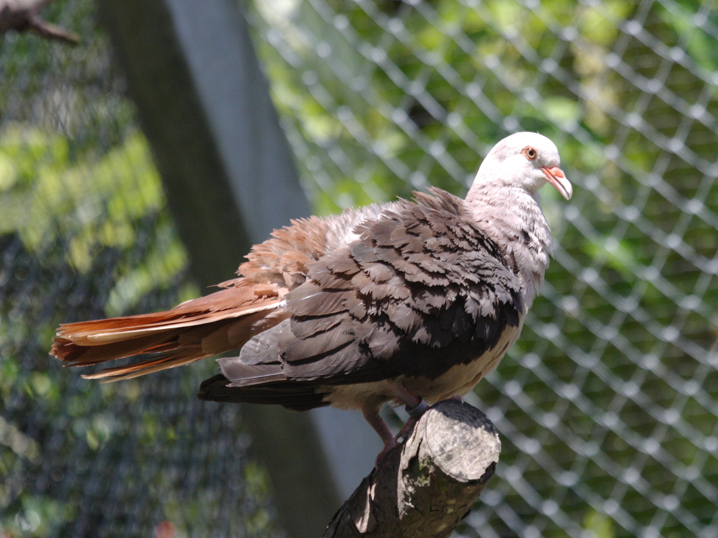 Afficher le média pigeon_rose_-_columba_mayeri2bd pigeon_rose_-_columba_mayeri2bd