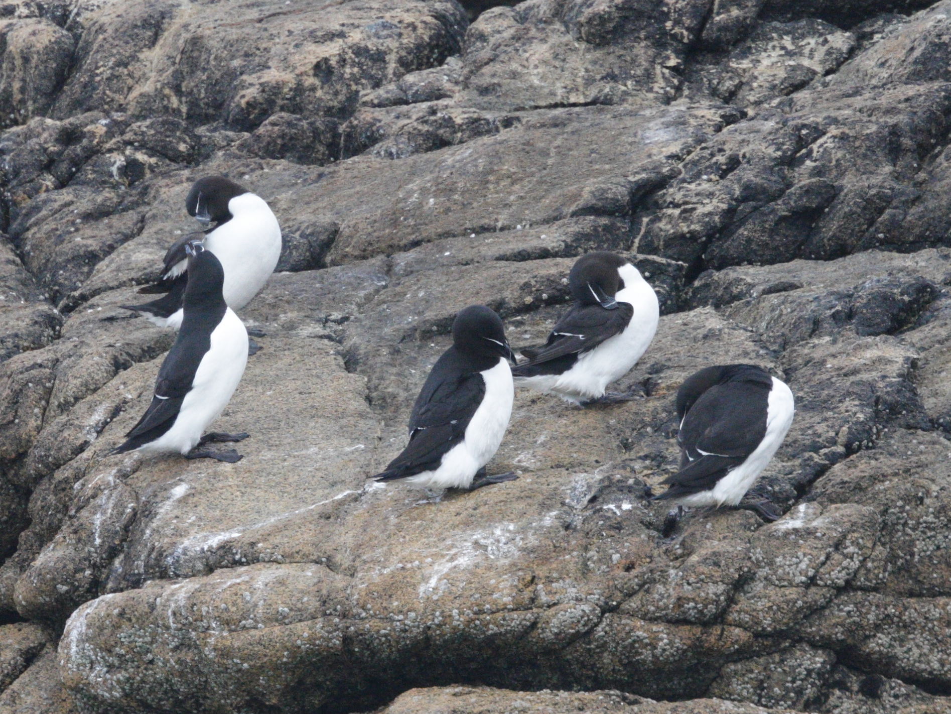 pingouin_torda_-_alca_torda4bd