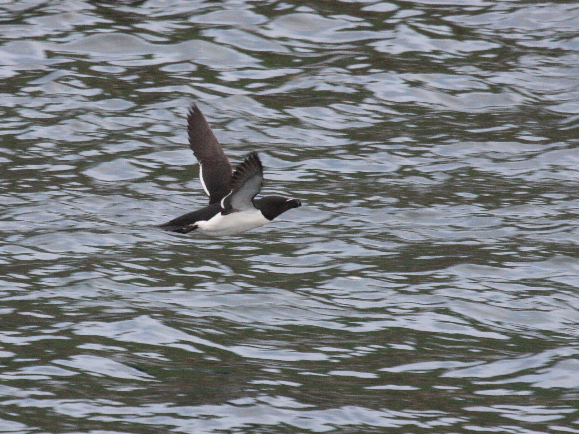 pingouin_torda_-_alca_torda5bd