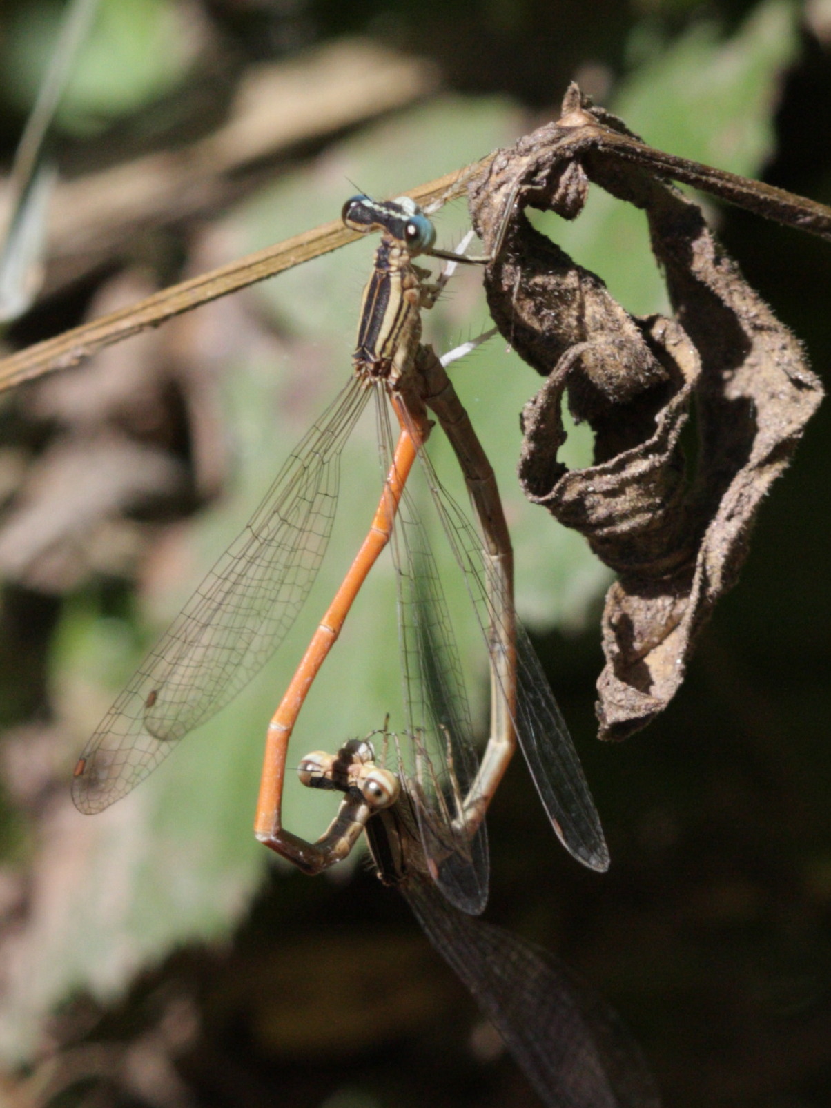 platycnemis_acutipennis4bd