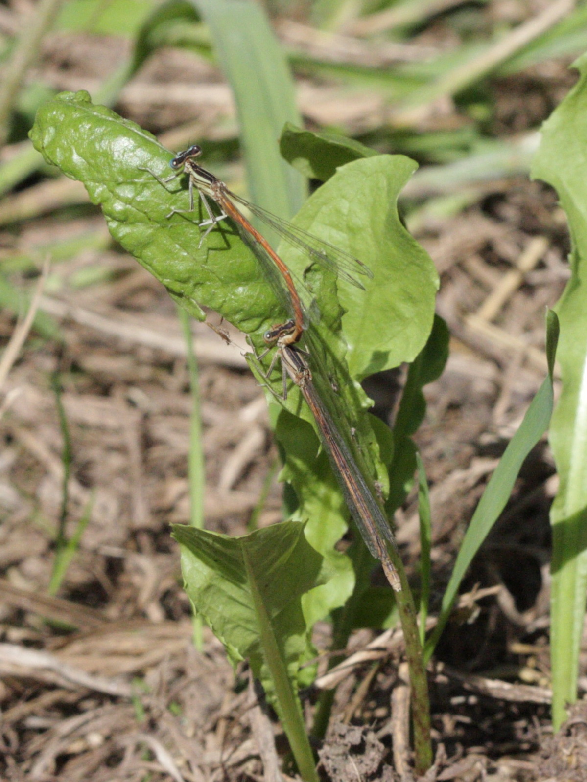 platycnemis_acutipennis5bd