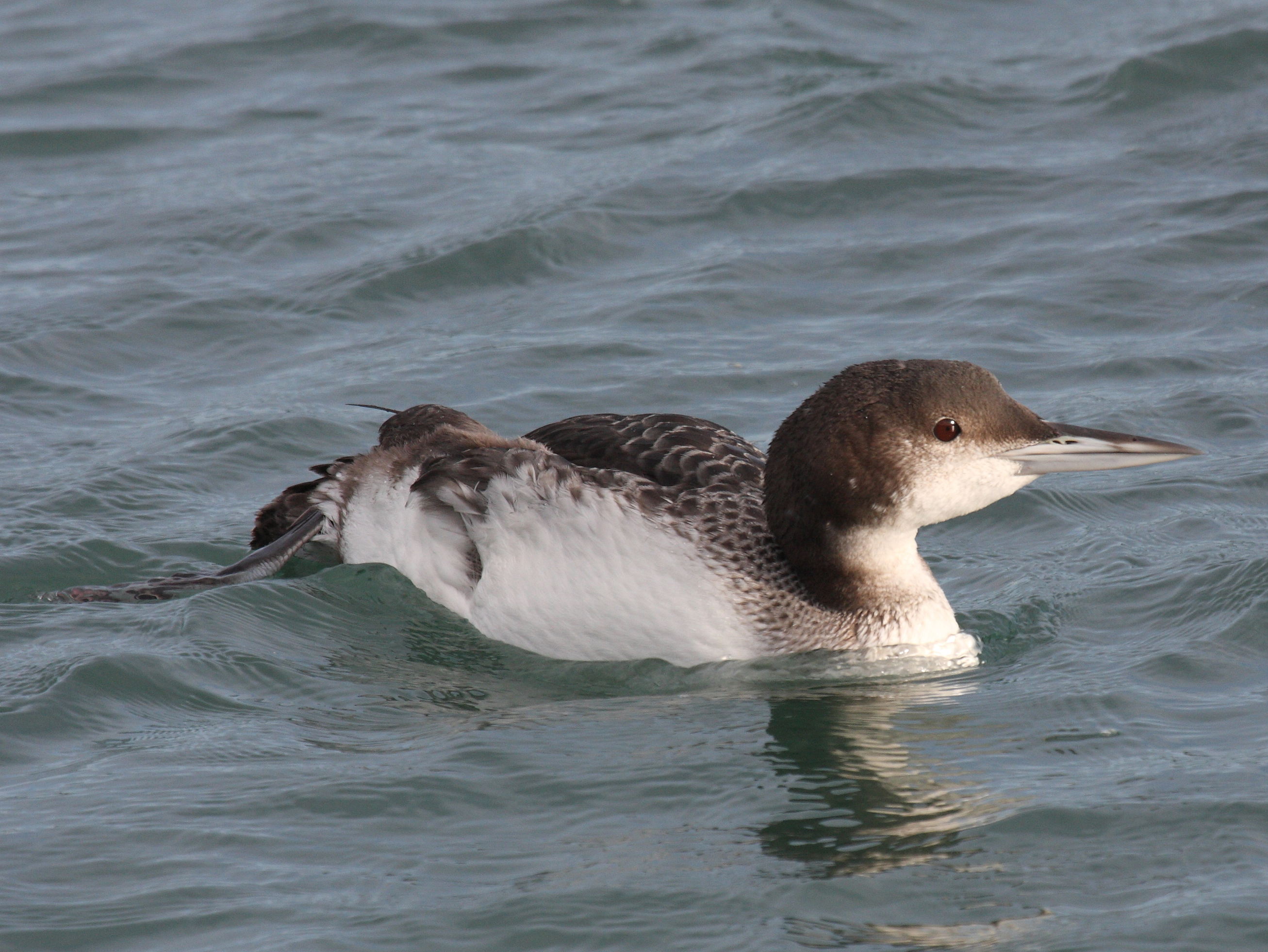 plongeon_imbrin_-_gavia_immer2bd