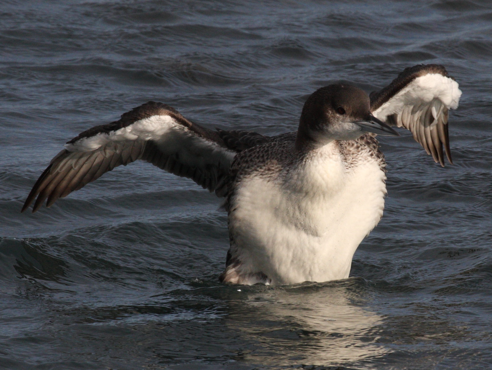 plongeon_imbrin_-_gavia_immer3bd