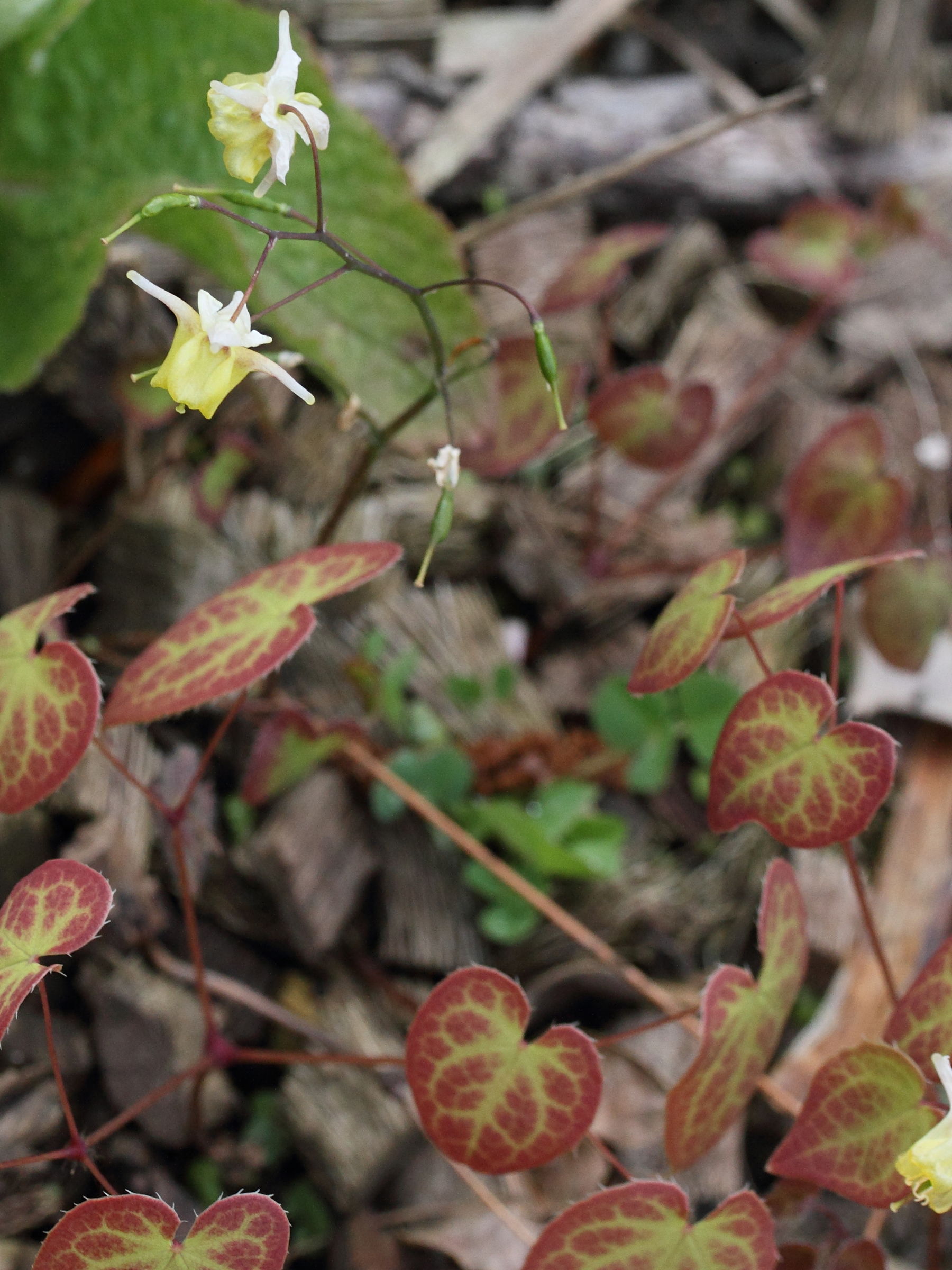 epimedium_x_versicolor1md