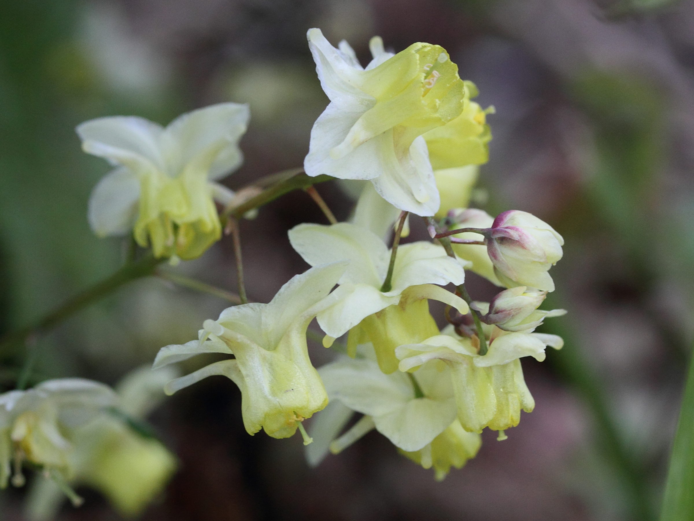 epimedium_x_versicolor2md