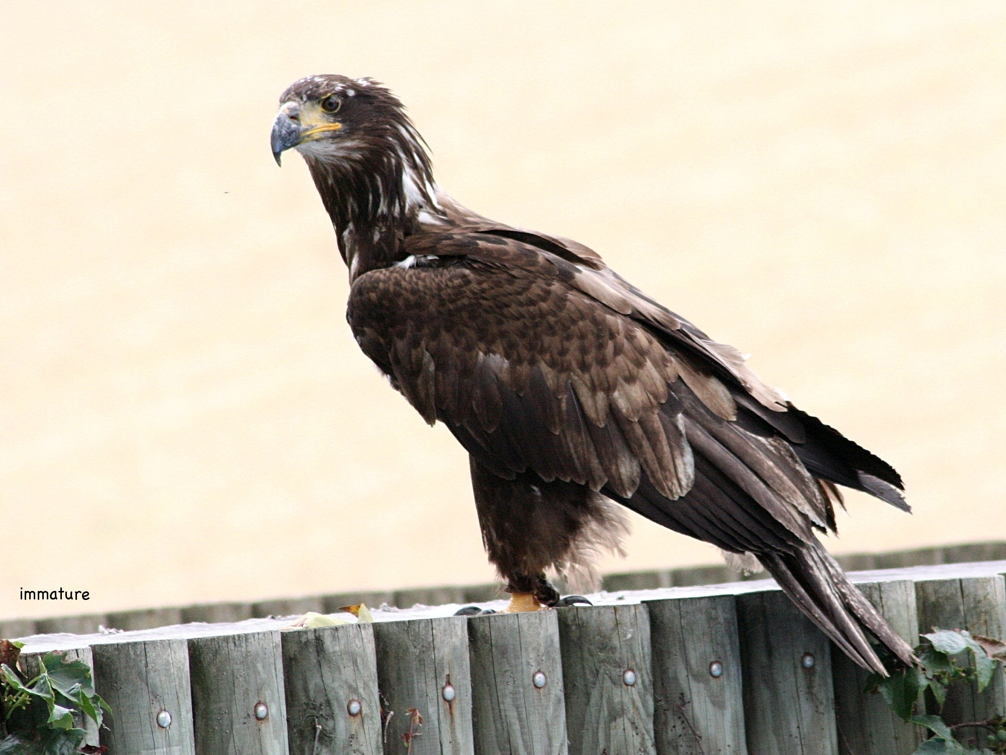 Afficher le média haliaeetus_leucocephalus4bd haliaeetus_leucocephalus4bd