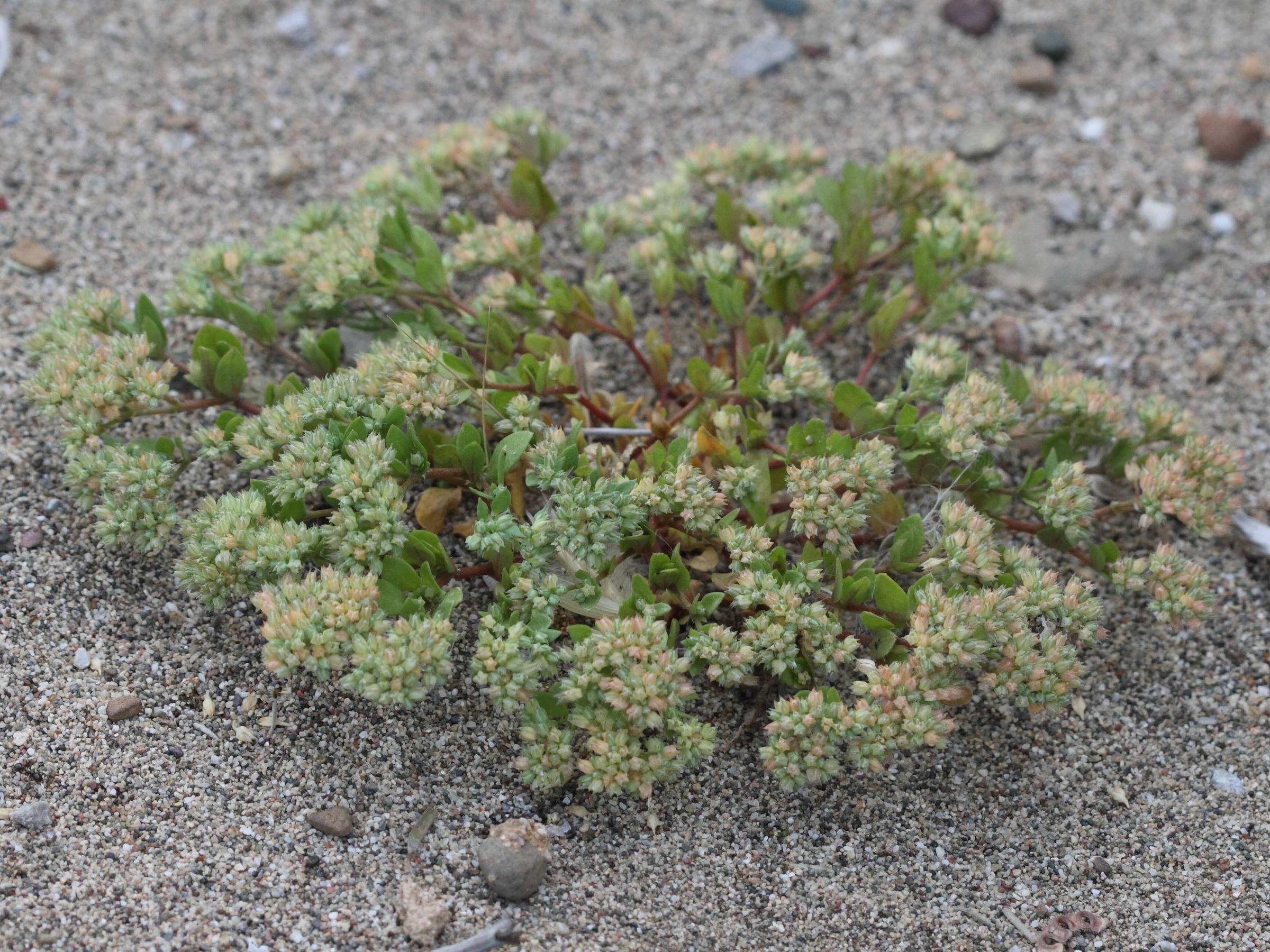 Afficher le média polycarpon_tetraphyllum1bd polycarpon_tetraphyllum1bd