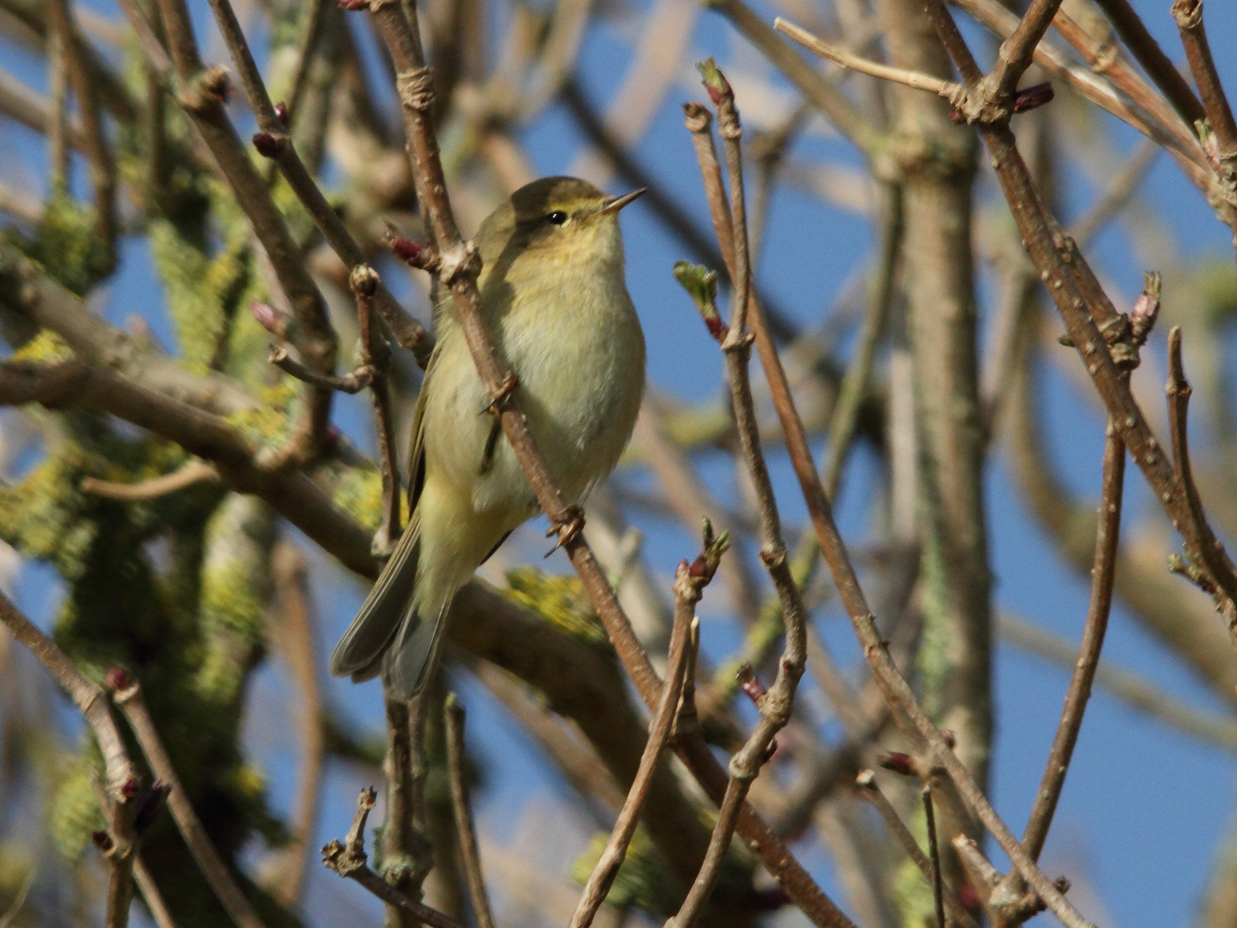 Afficher le média pouillot_veloce_-_phylloscopus_collybita5bd pouillot_veloce_-_phylloscopus_collybita5bd