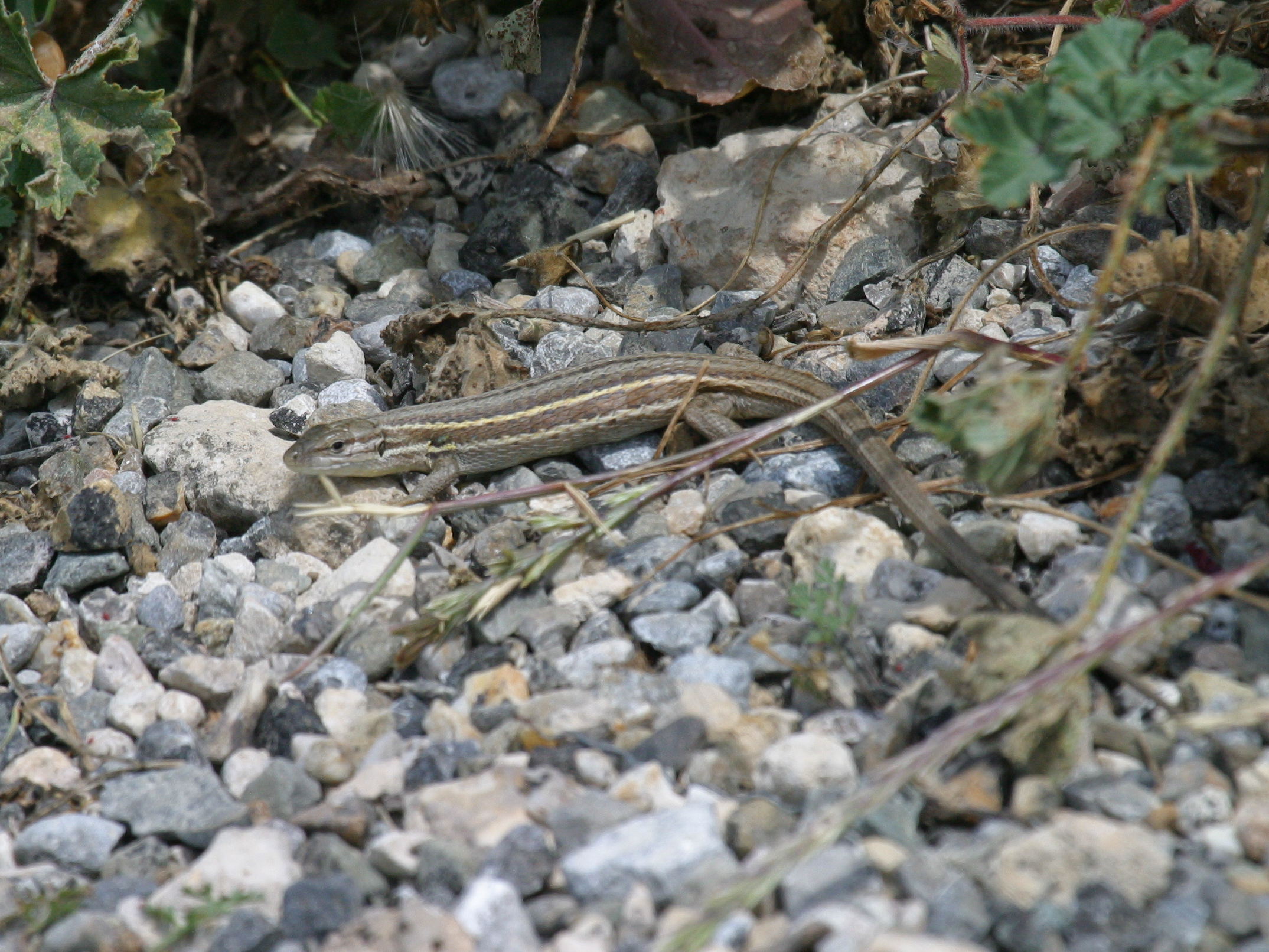 Afficher le média psammodromus_algirus1bd psammodromus_algirus1bd
