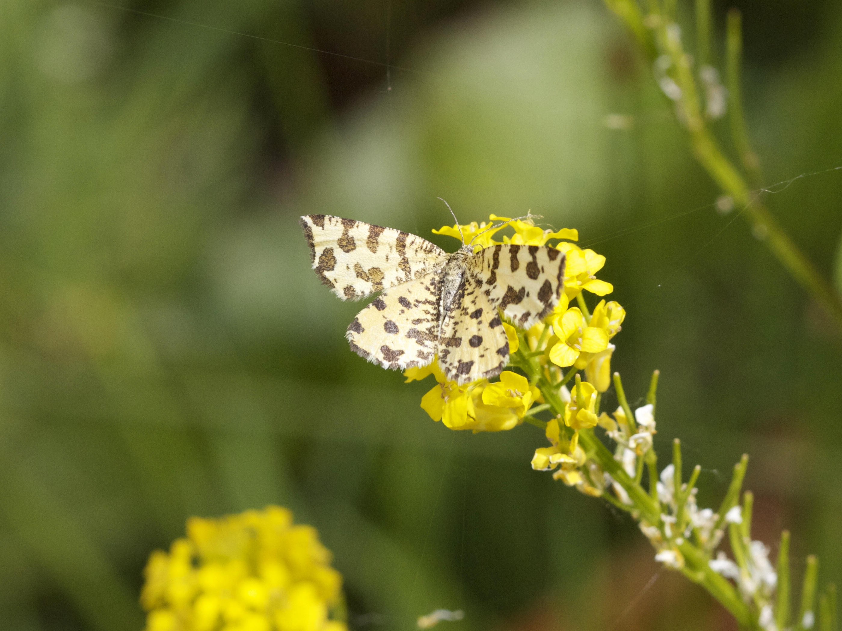 pseudopanthera_macularia3bd