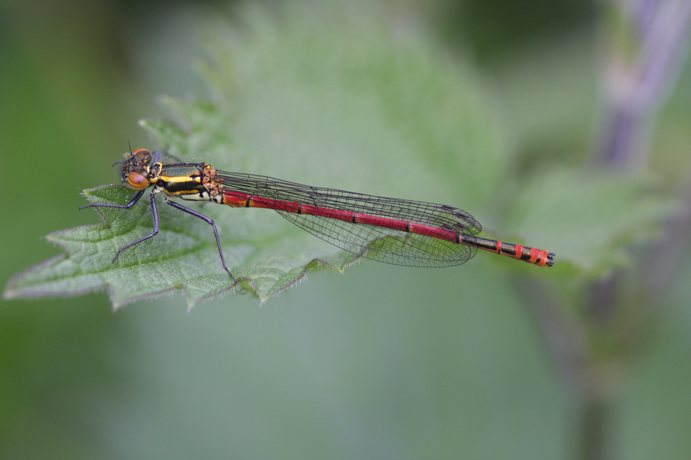 Afficher le média pyrrhosoma_nymphula7bd pyrrhosoma_nymphula7bd