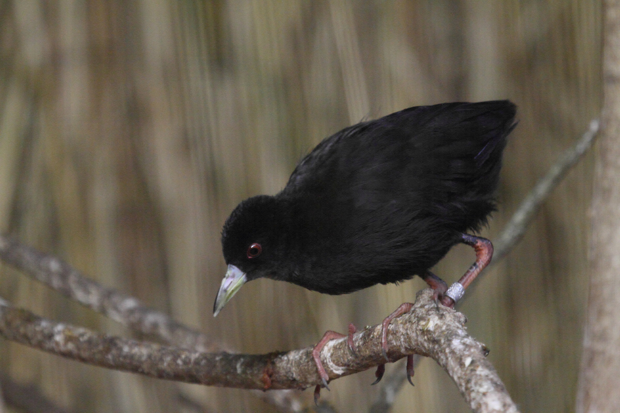 rale_a_bec_jaune_-_amaurornis_flavirostra2bd