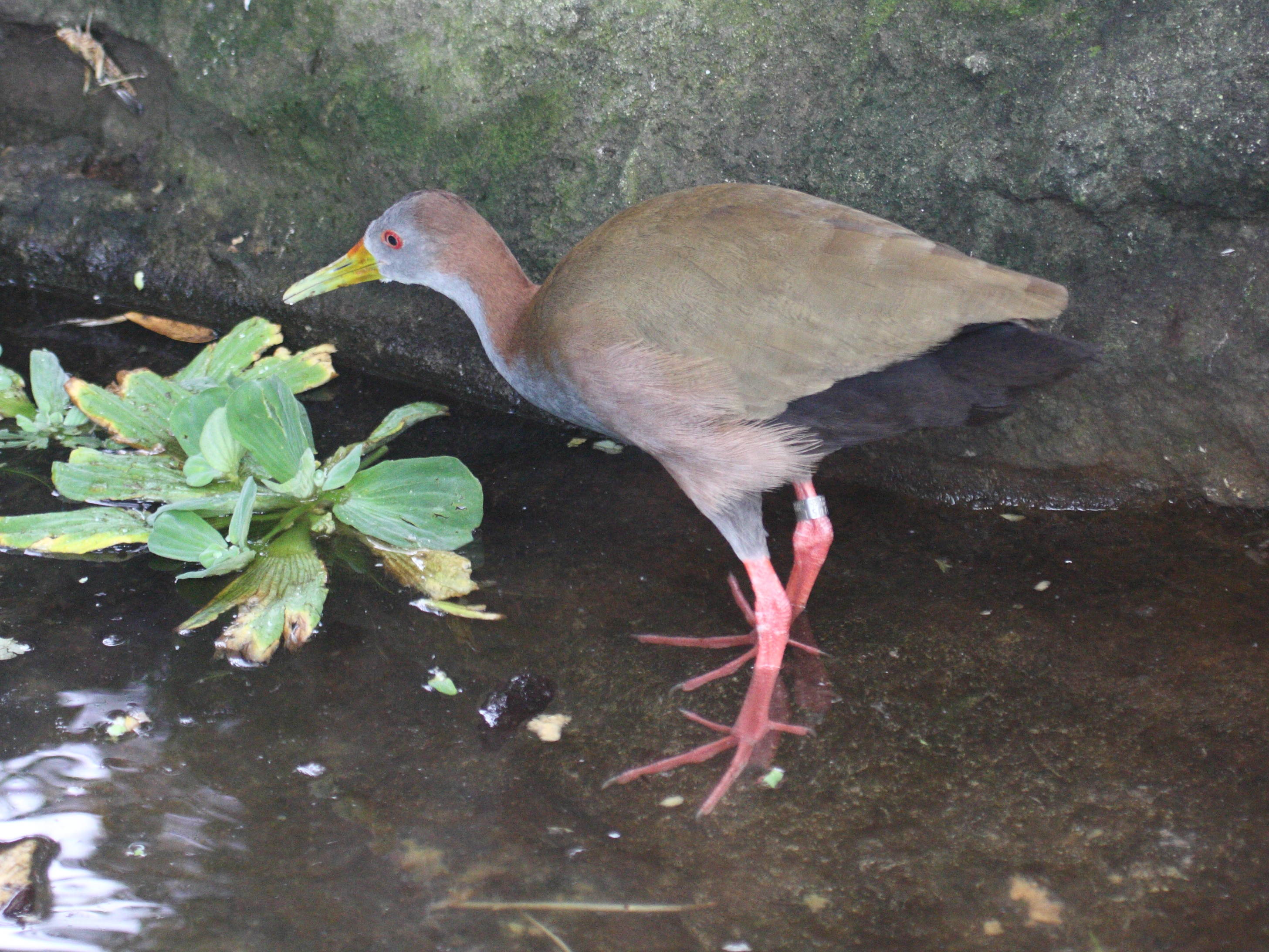 rale_ypecaha_-_aramides_ypecaha1bd