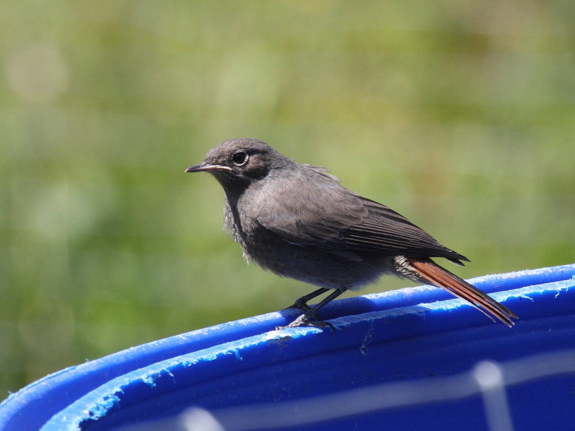 rougequeue_noir_-_phoenicurus_ochruros3bd