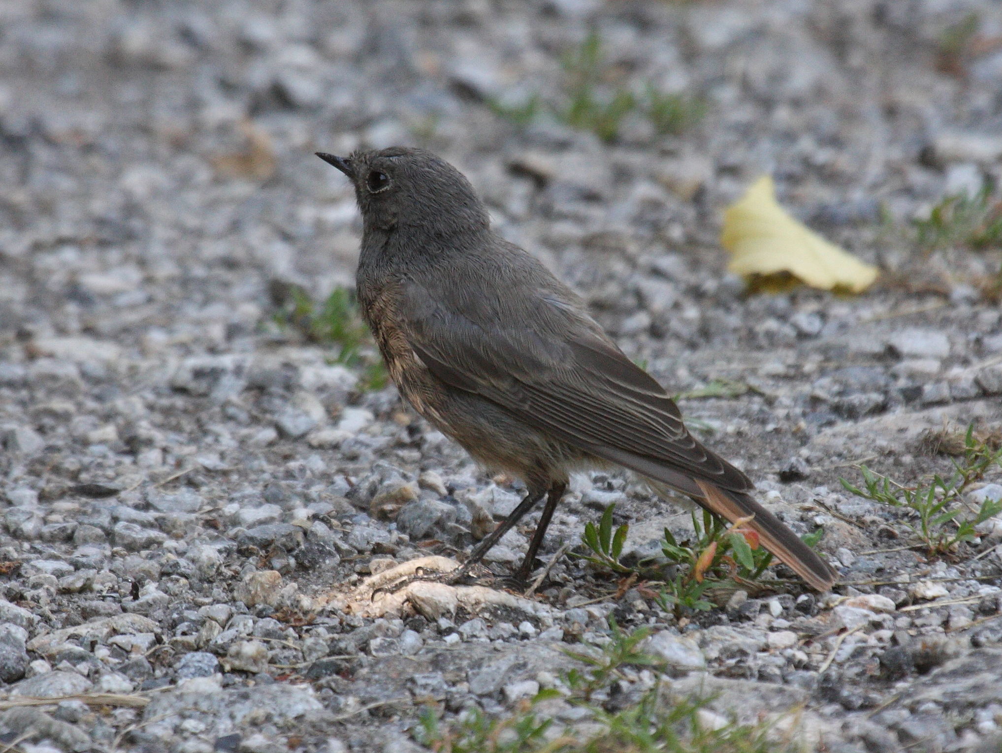 rougequeue_noir_-_phoenicurus_ochruros4bd