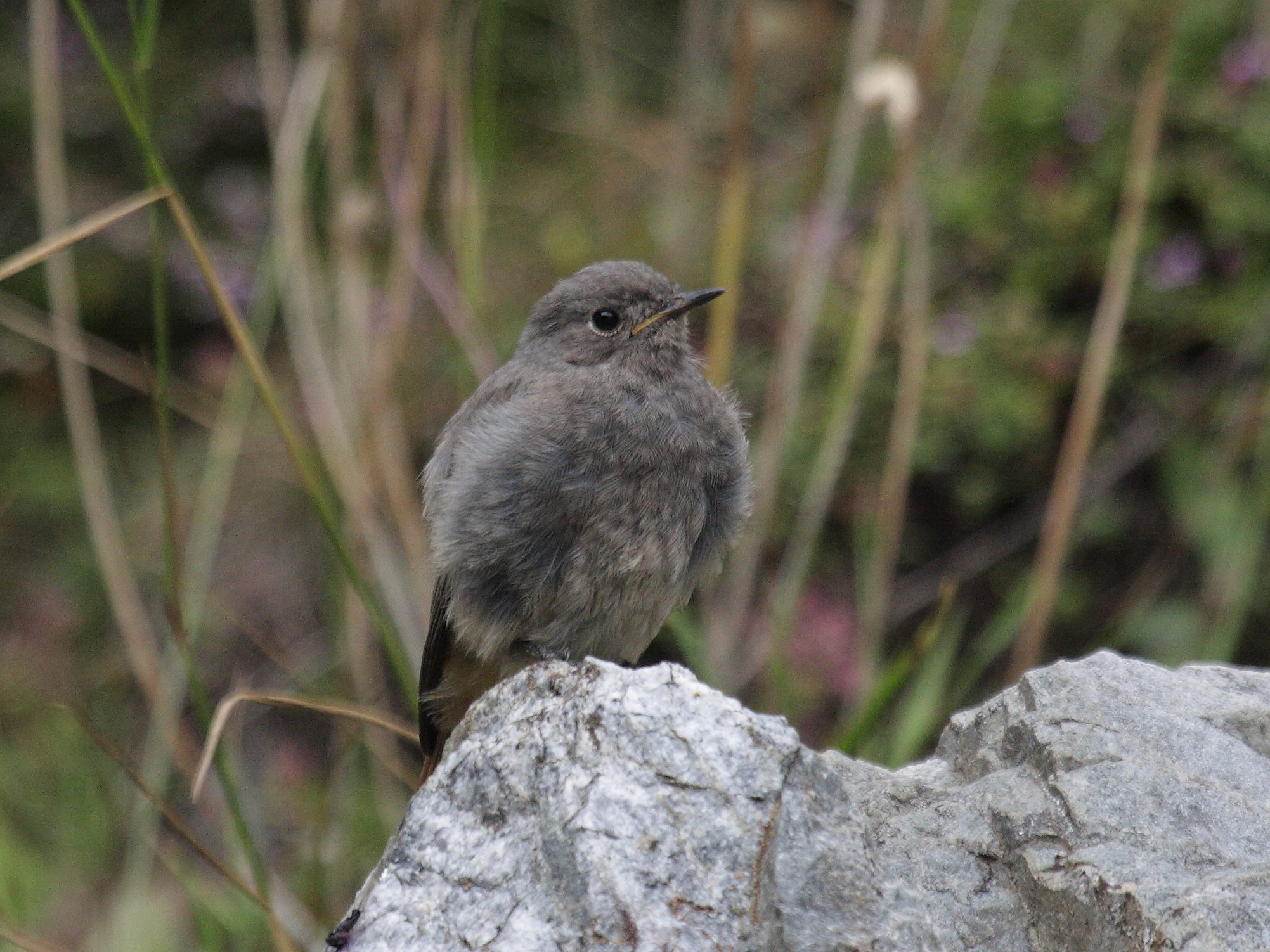 rougequeue_noir_-_phoenicurus_ochruros8bd