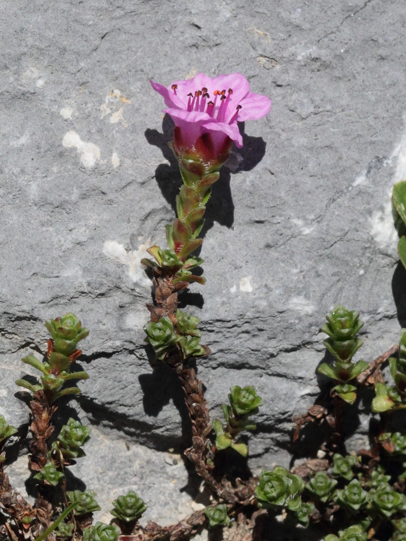 saxifraga_oppositifolia6bd