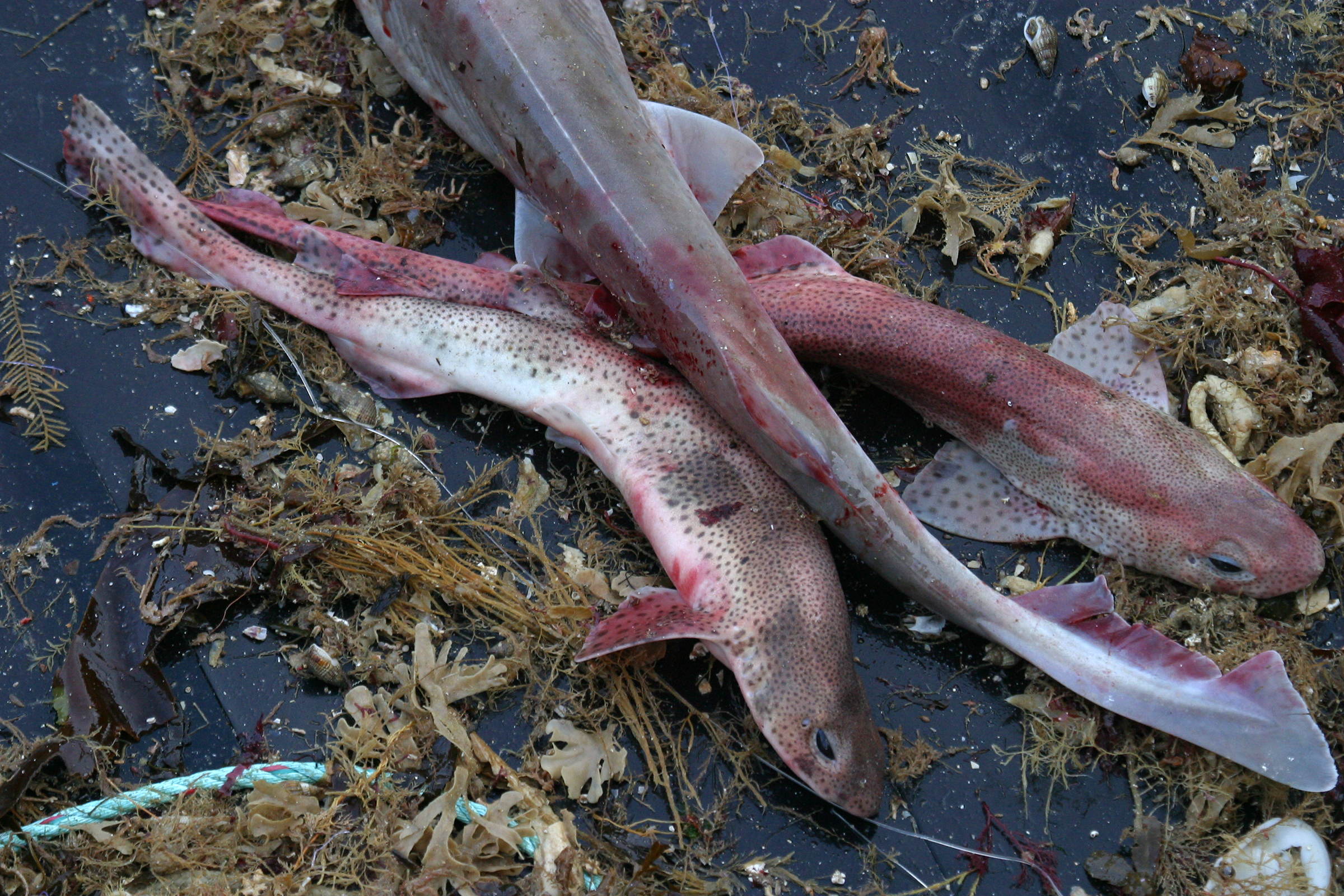 Afficher le média scyliorhinus_canicula2bd scyliorhinus_canicula2bd