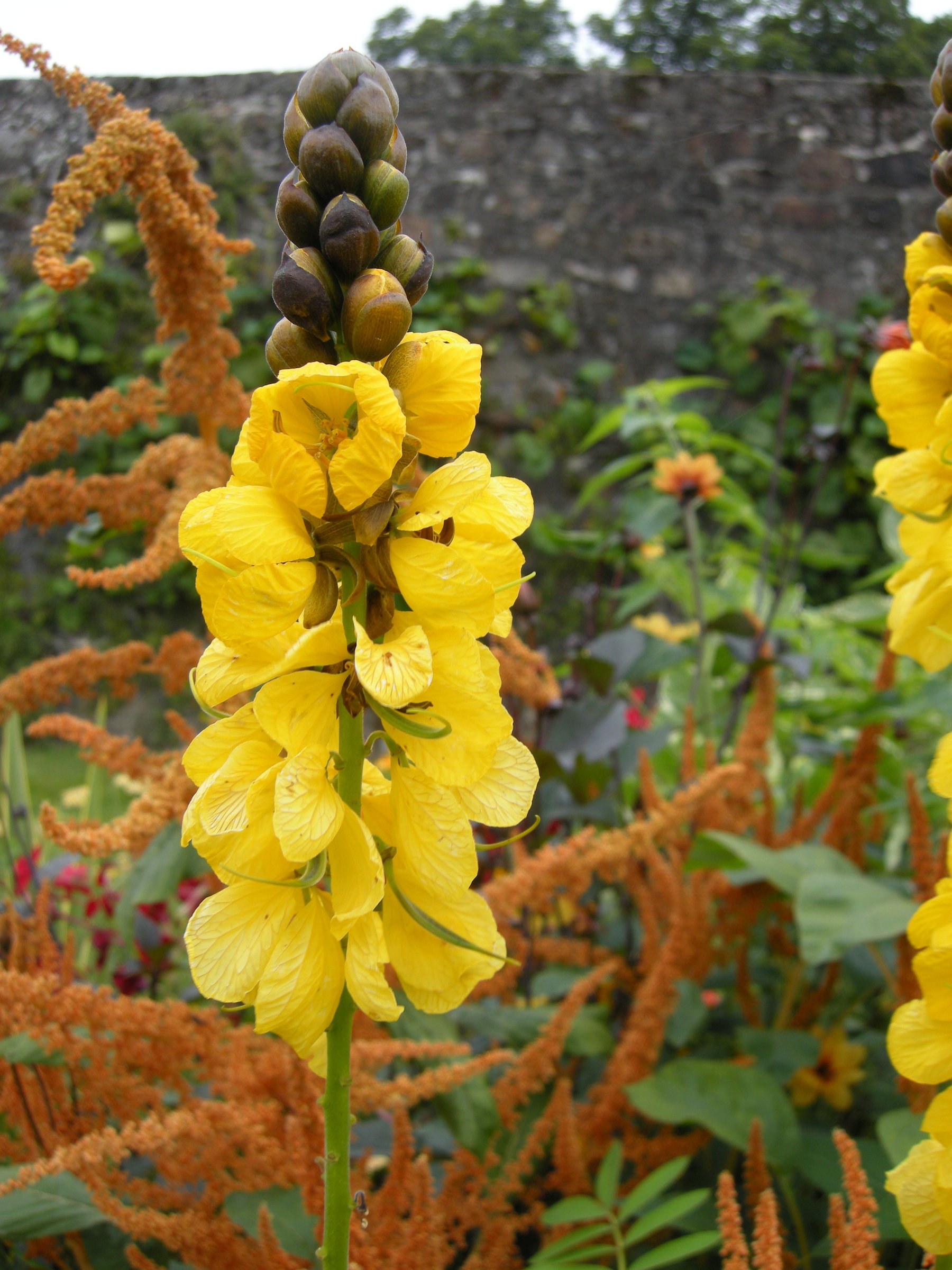 Afficher le média senna_didymobotrya3bd senna_didymobotrya3bd