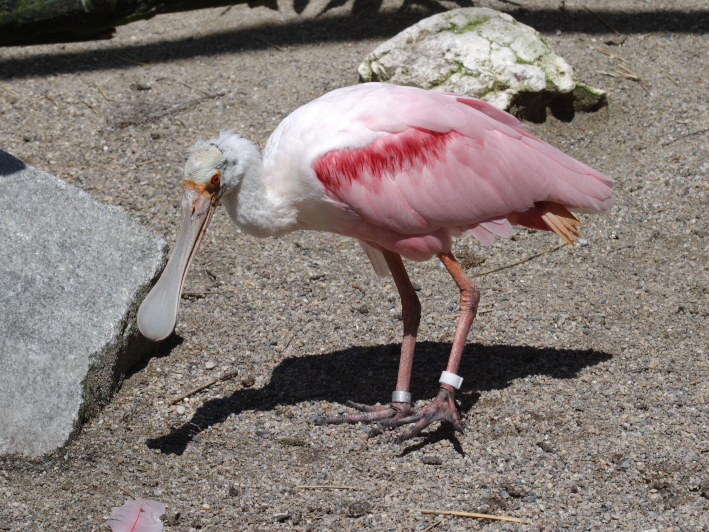 spatule_rose_-_platalea_ajaja3bd