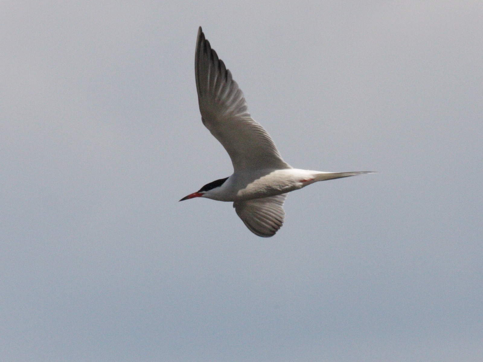 sterne_pierregarin_-_sterna_hirundo3bd