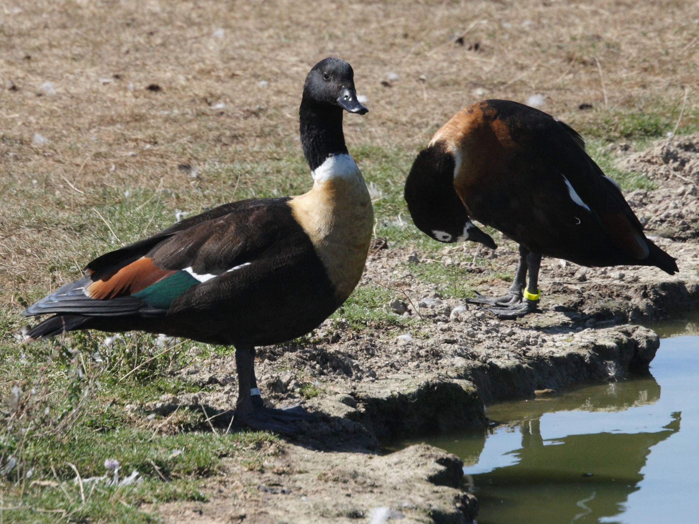 tadorne_d-australie_-_tadorna_tadornoides1bd