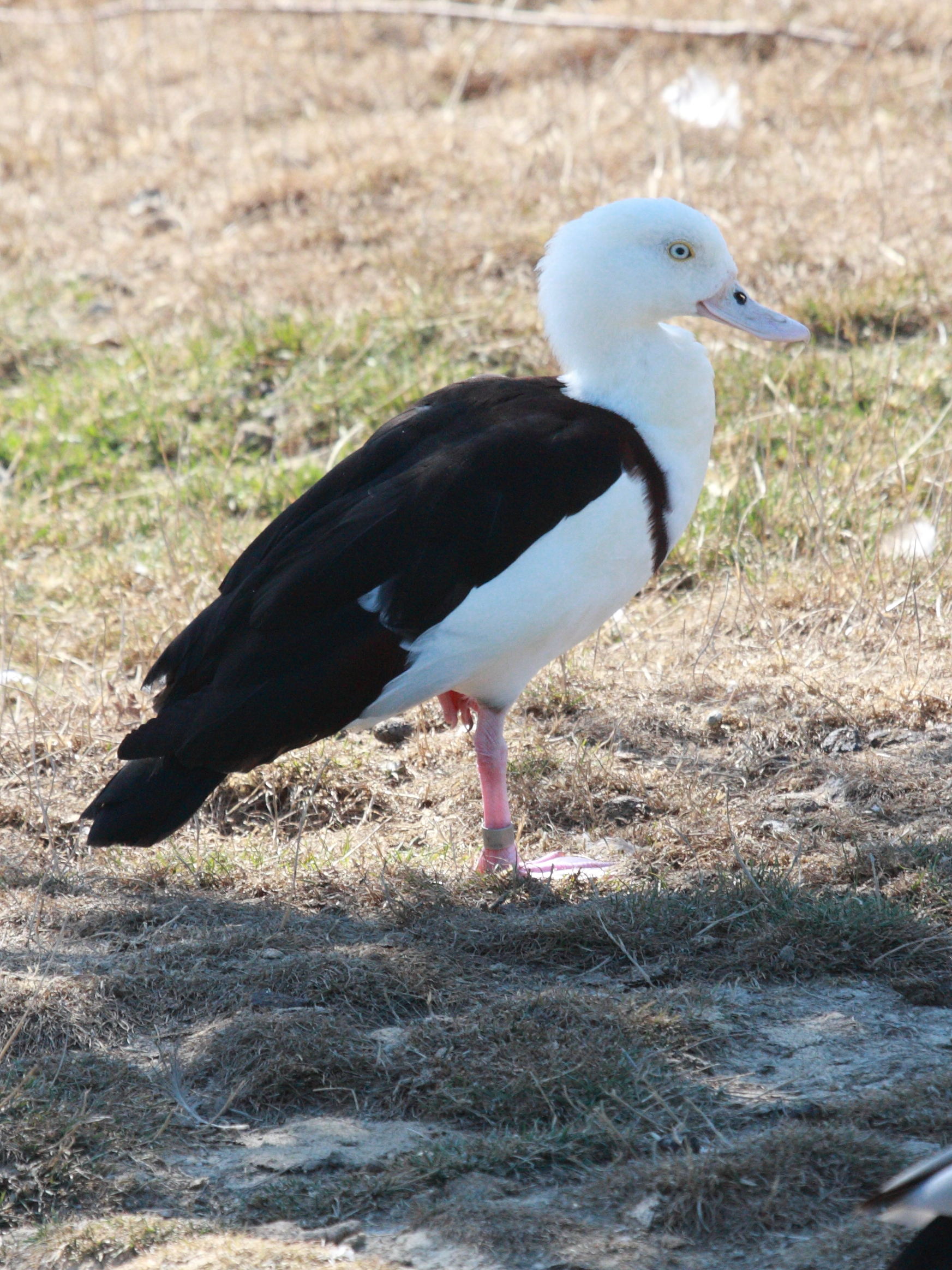 tadorne_radjah_-_tadorna_radjah2bd